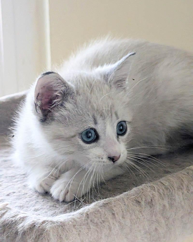 Peeka, a Adopted mixed breed in Herald, CA image 2/4