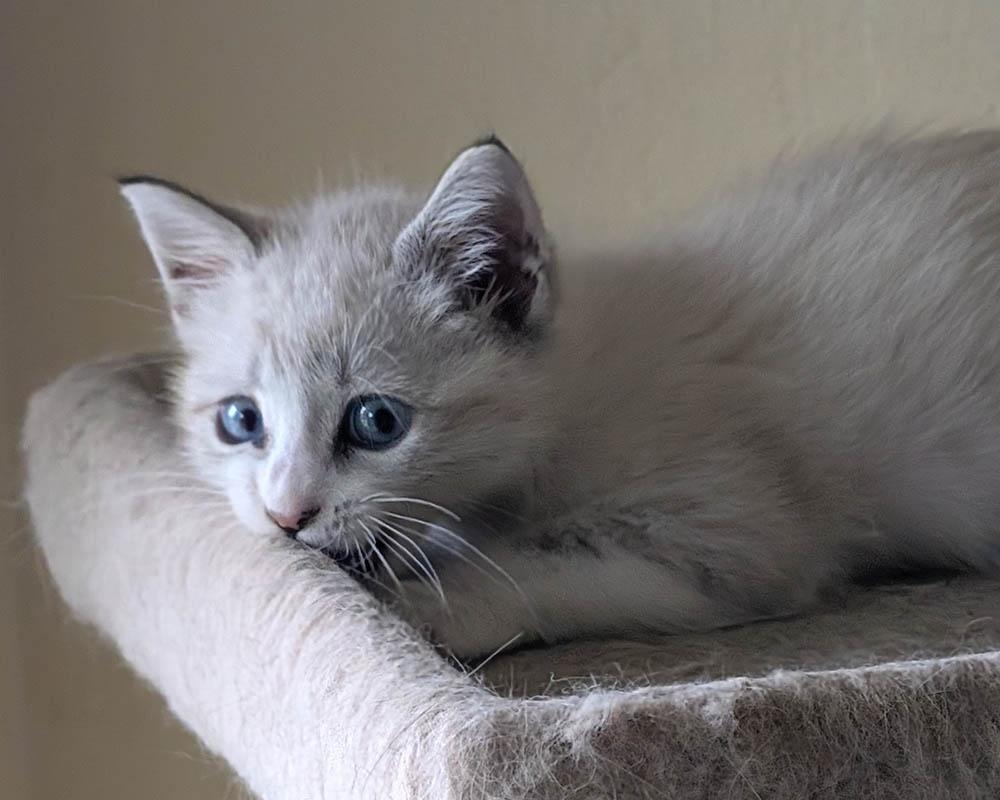 Peeka, a Adopted mixed breed in Herald, CA image 4/4
