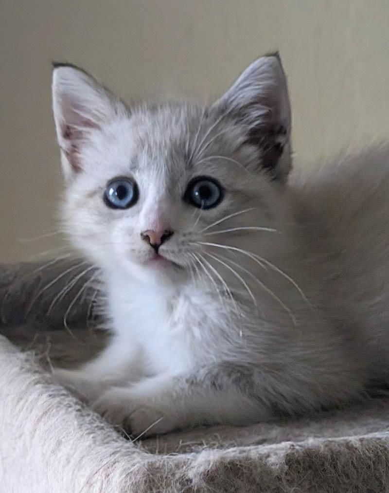 Peeka, a Adopted mixed breed in Herald, CA image 1/4