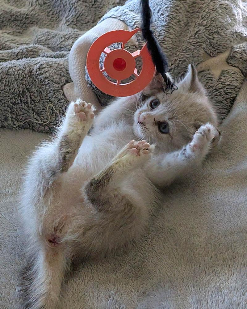 Peeka, a Adopted mixed breed in Herald, CA image 3/4