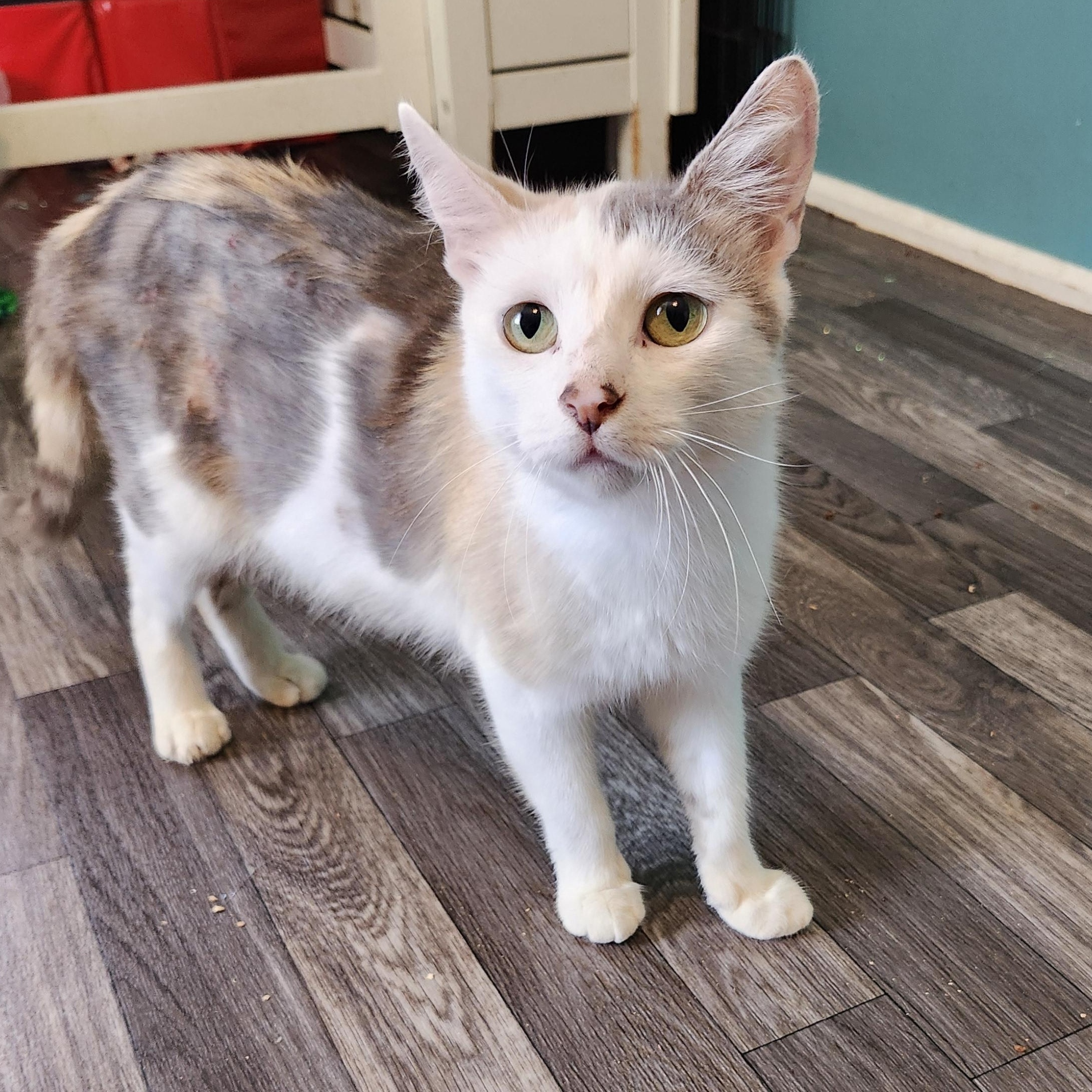 Molly Jul, Adoptable, Adult Female Domestic Short Hair.