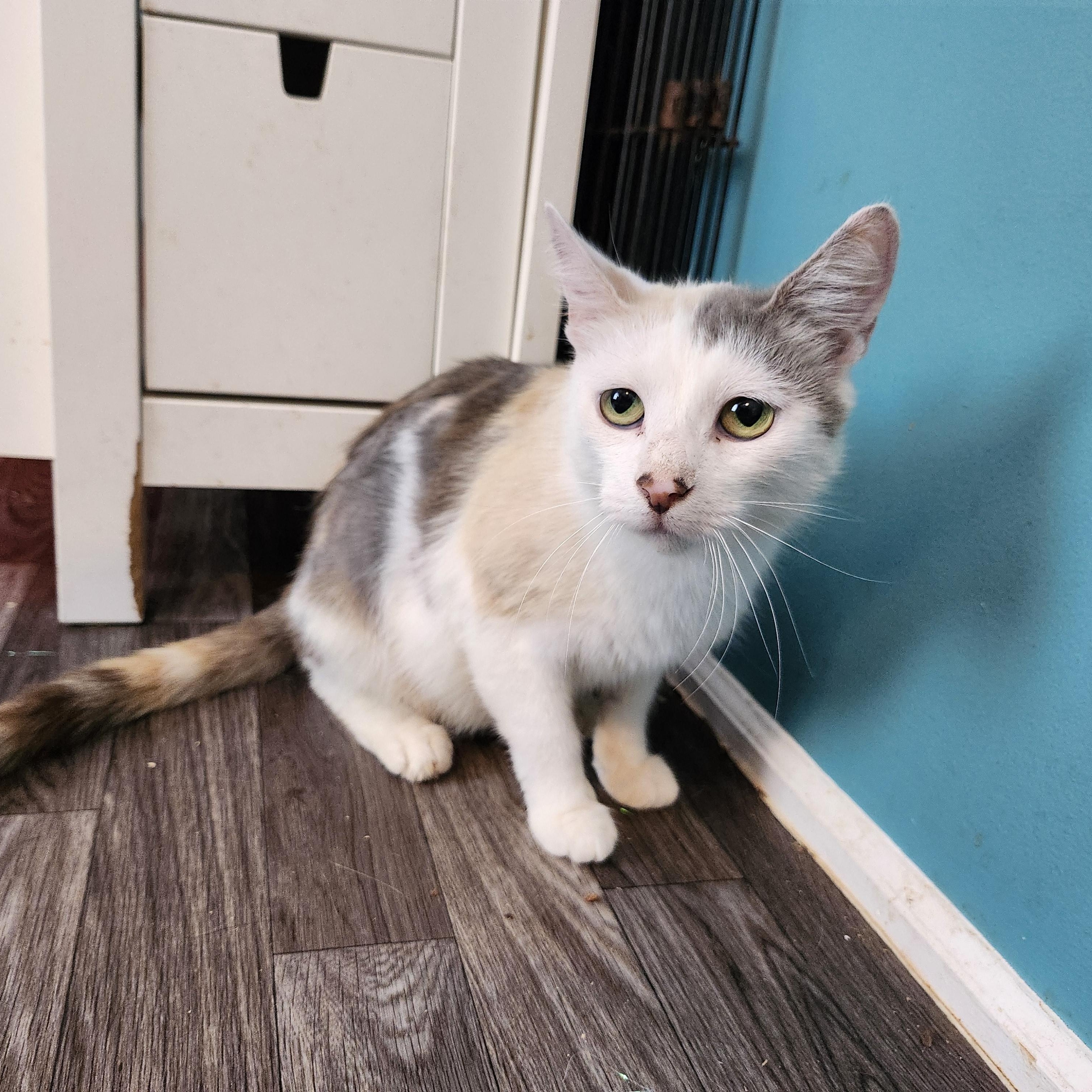 Enlarge Molly Jul, a Adoptable Domestic Short Hair in Stowe, PA image 2/4