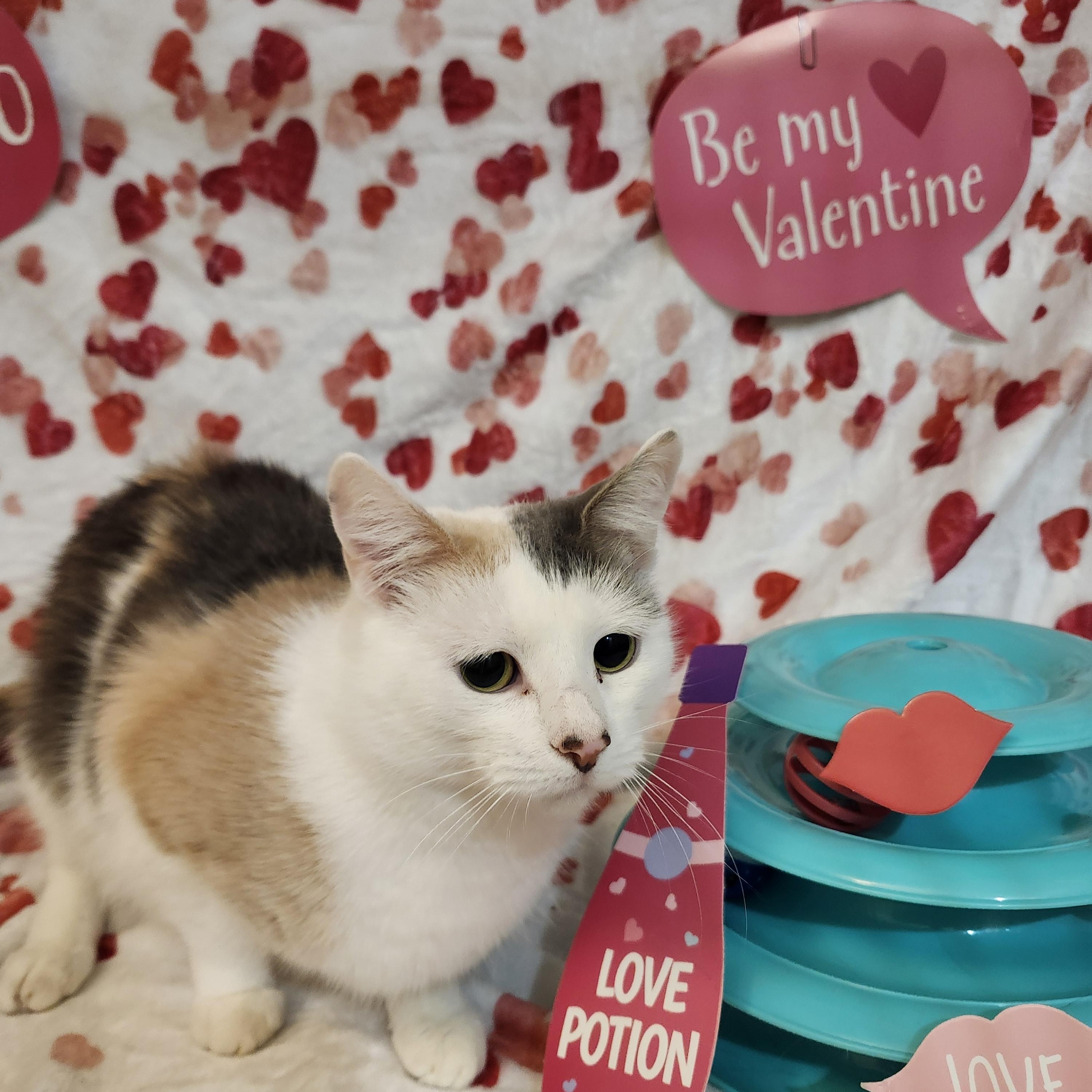 Enlarge Molly Jul, a Adoptable Domestic Short Hair in Stowe, PA image 2/6