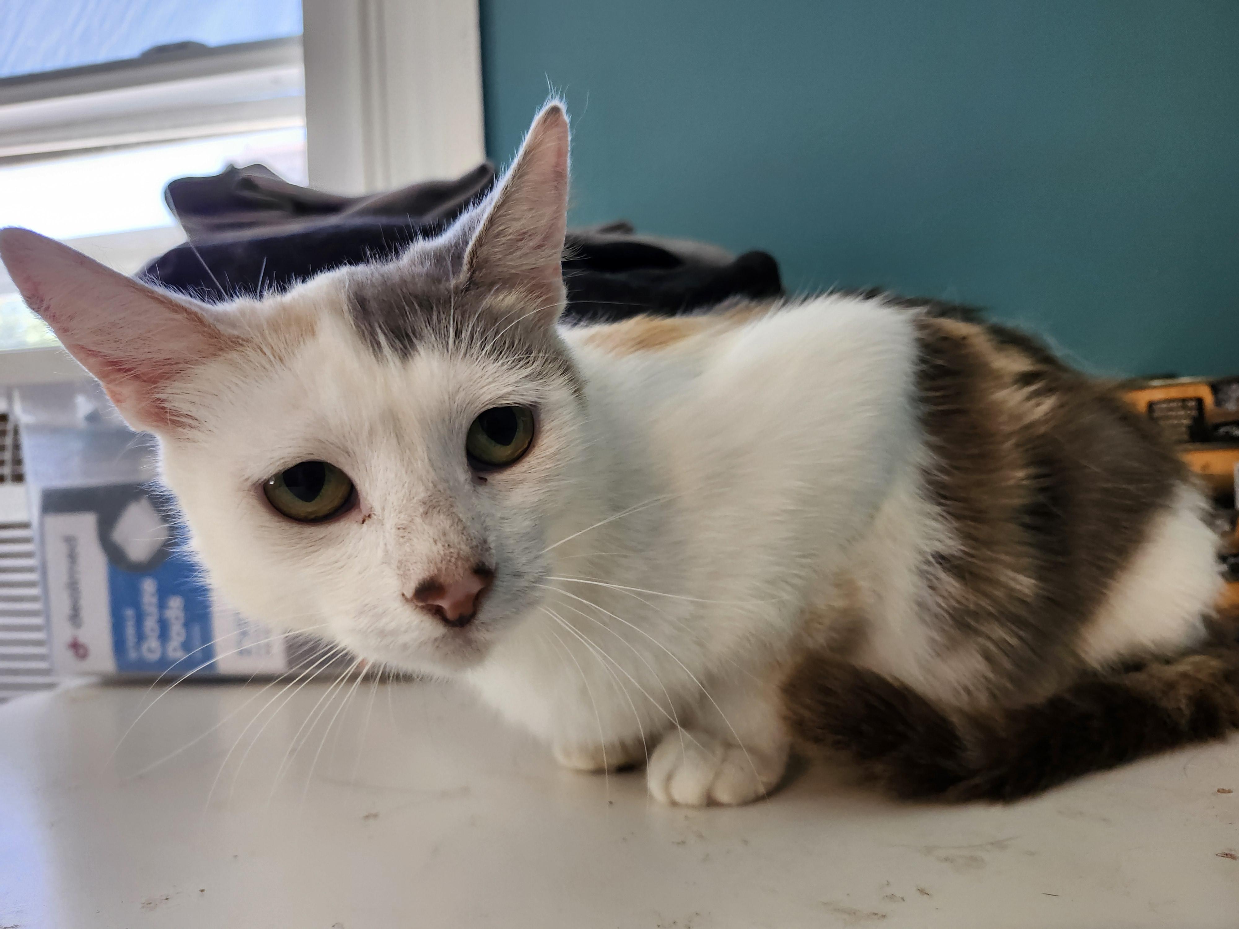 Enlarge Molly Jul, a Adoptable Domestic Short Hair in Stowe, PA image 4/4