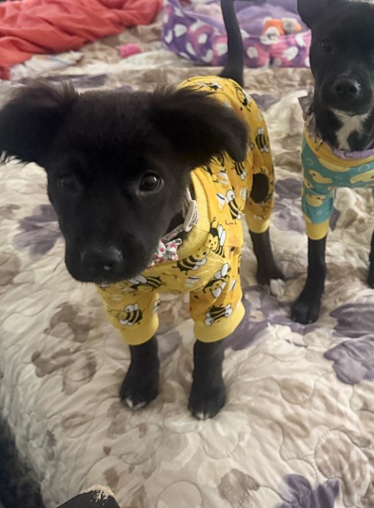 panda, Adoptable, Puppy Female Mixed Breed.