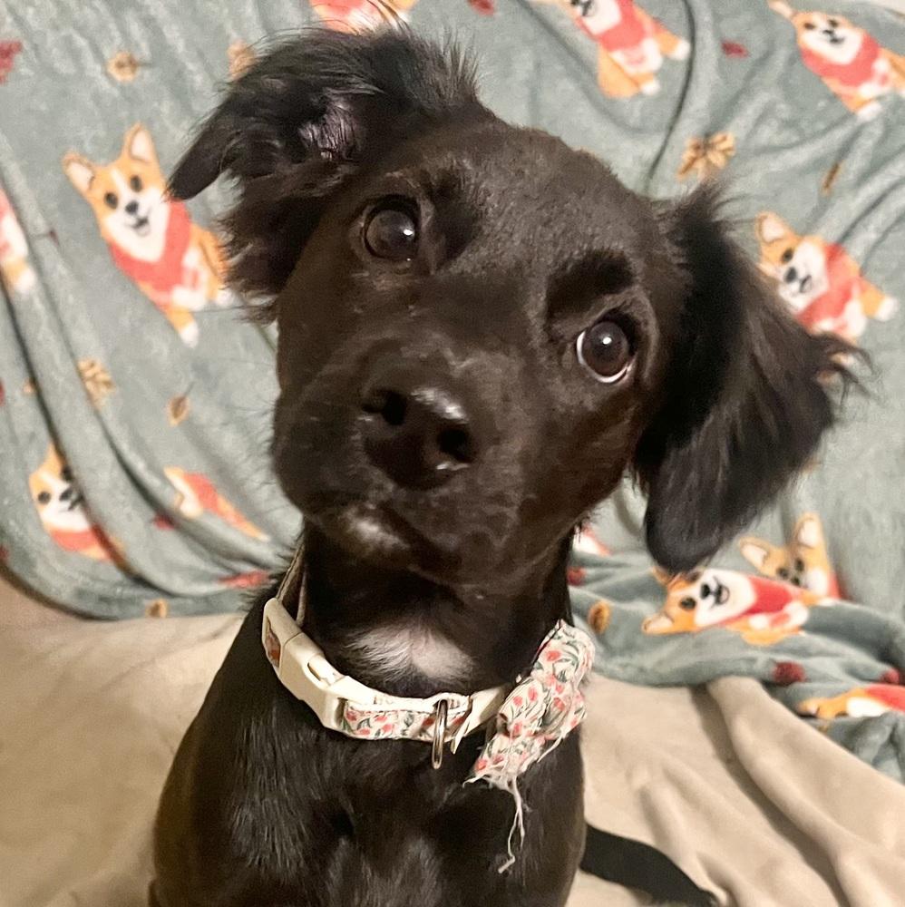 Enlarge panda, a Adoptable mixed breed in Acworth, GA image 2/4