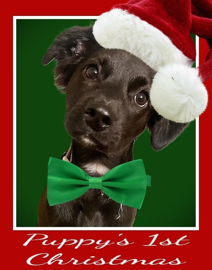 Enlarge panda, a Adoptable mixed breed in Acworth, GA image 3/4