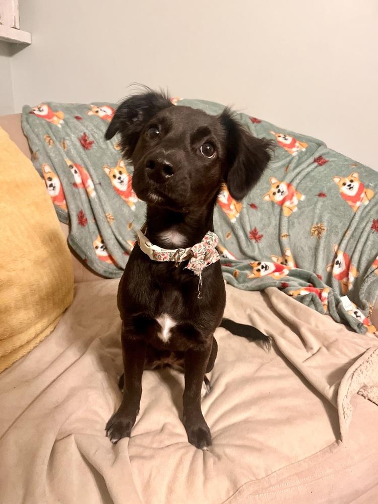 Enlarge panda, a Adoptable mixed breed in Acworth, GA image 4/4