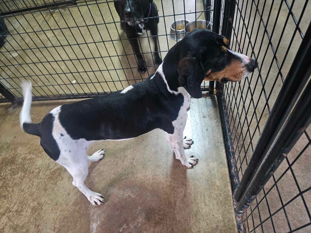 Dog for adoption Chuck, a Coonhound in Monticello, IN Petfinder