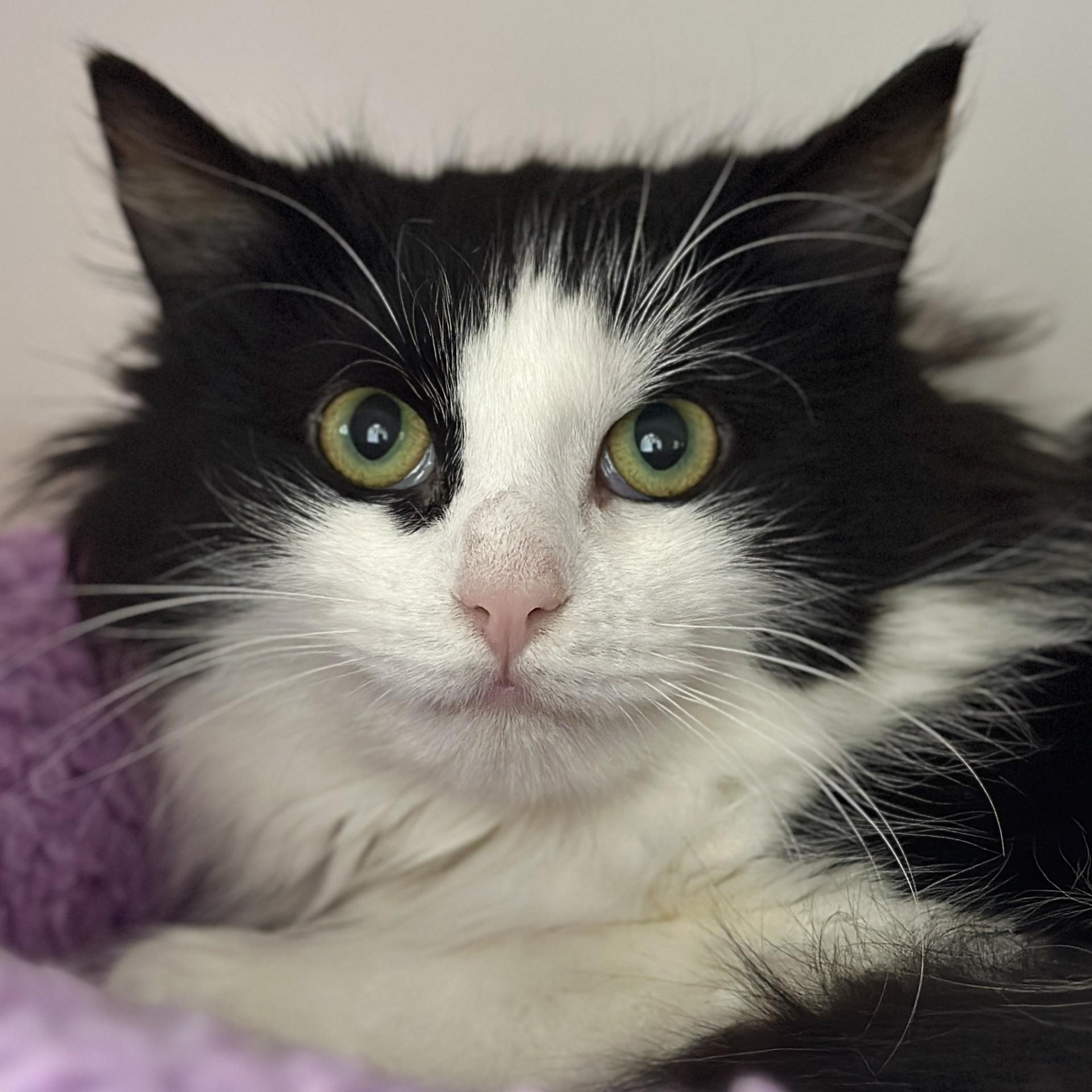 Moo, adopted, Young Female Domestic Long Hair.
