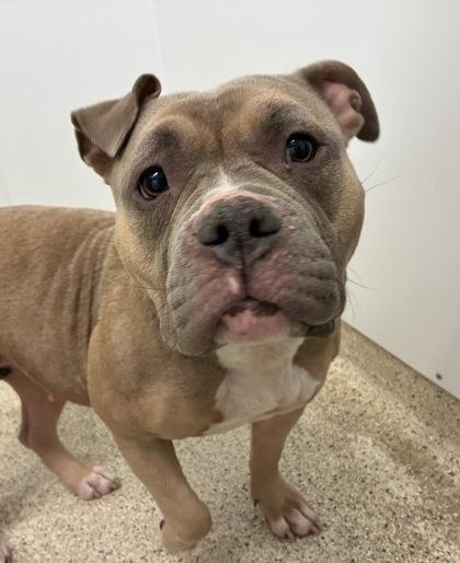 Pixie, Adoptable, Adult Female Mixed Breed & Mixed Breed.