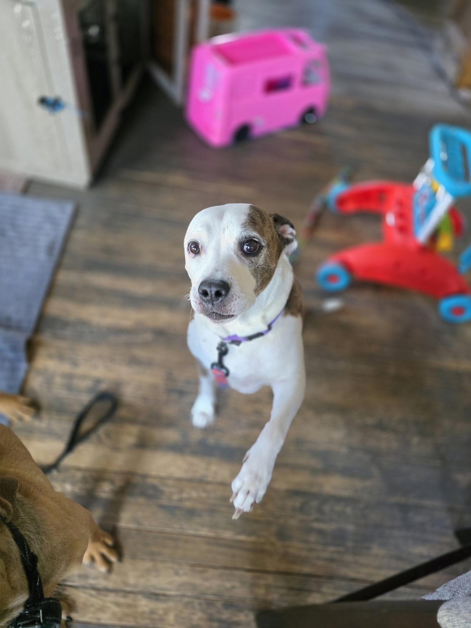 Moana, Adoptable, Adult Female Pit Bull Terrier.
