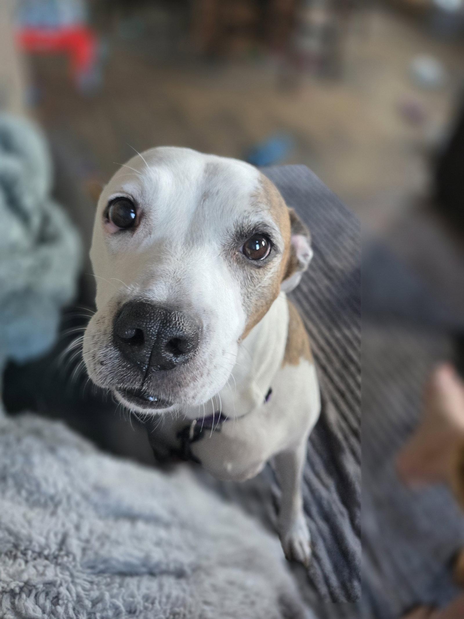 Enlarge Moana, a Adoptable Pit Bull Terrier in New London, WI image 2/3