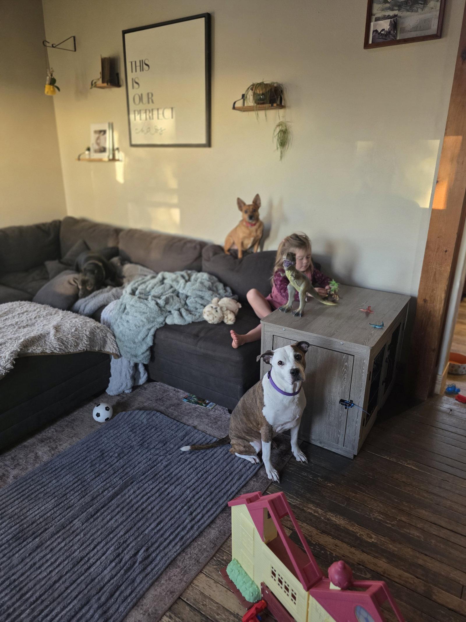 Enlarge Moana, a Adoptable Pit Bull Terrier in New London, WI image 3/3
