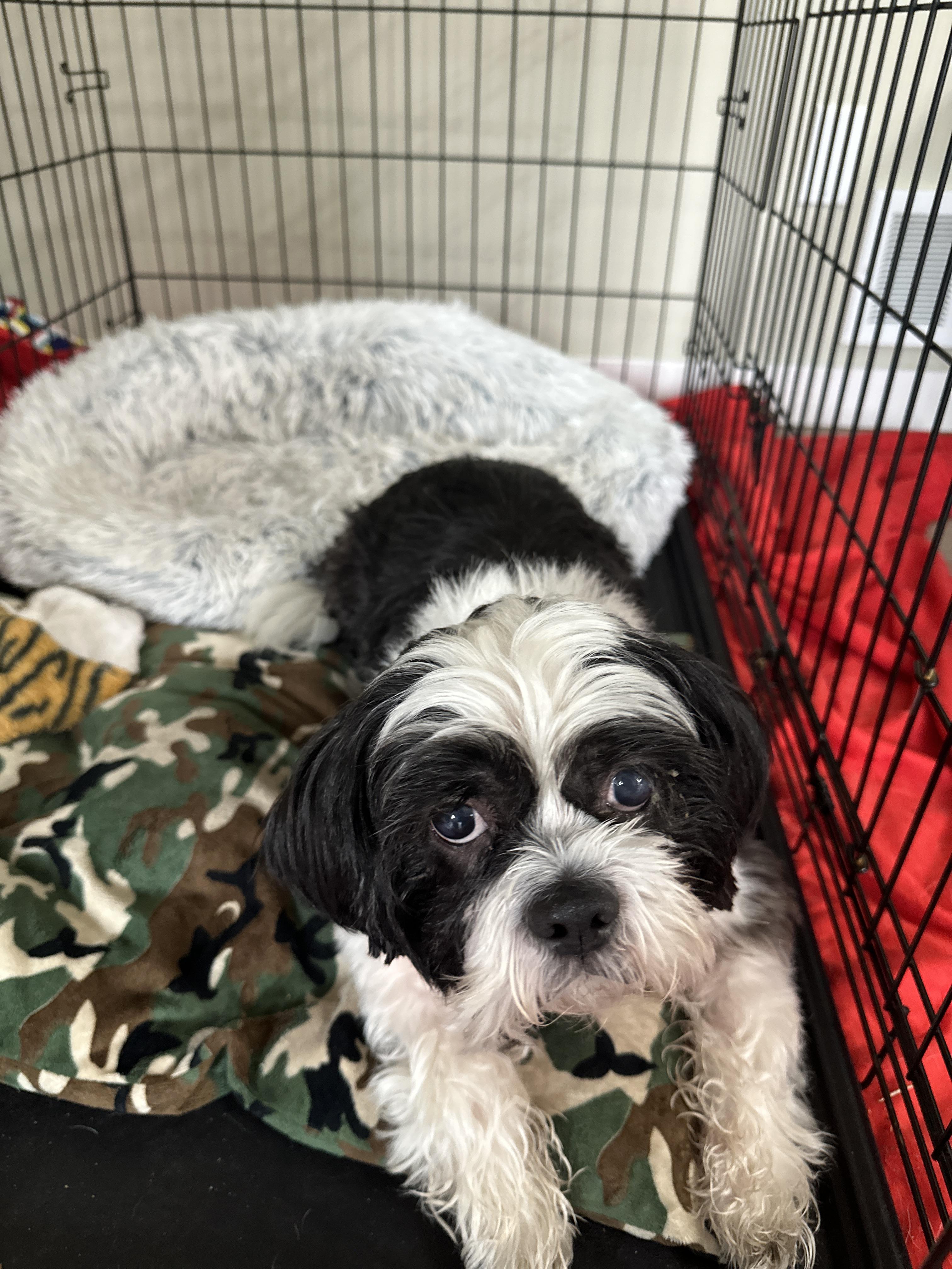 Enlarge Stevie, an adoptable Shih Tzu in Marietta, GA image 5/5