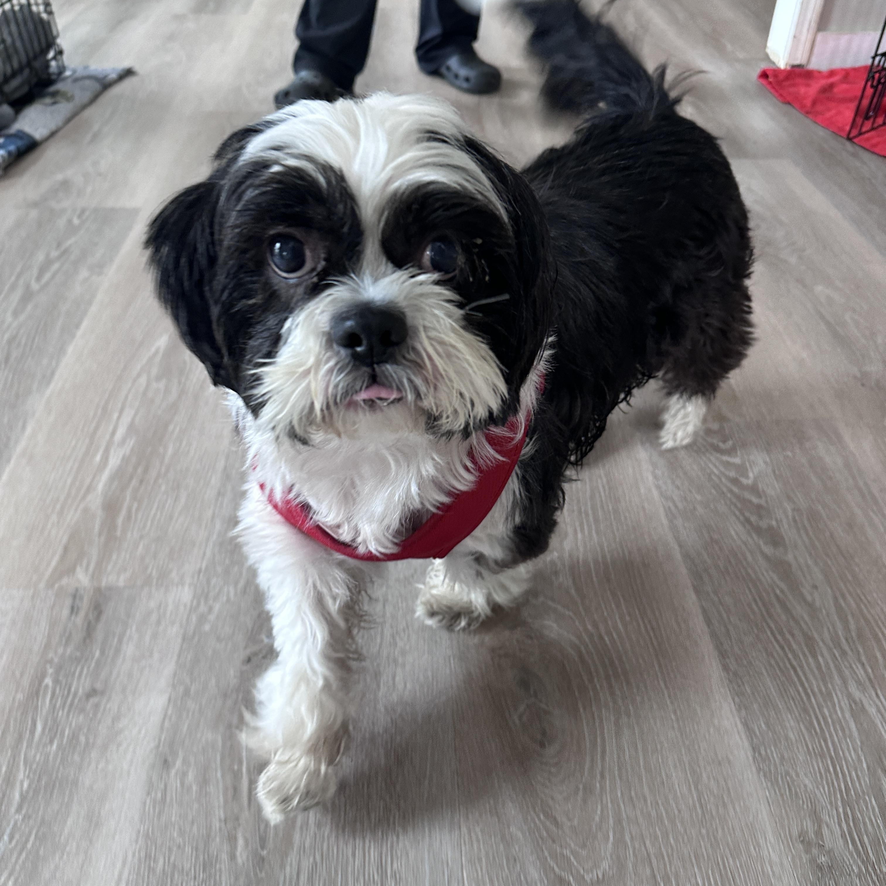 Enlarge Stevie, an adoptable Shih Tzu in Marietta, GA image 1/5