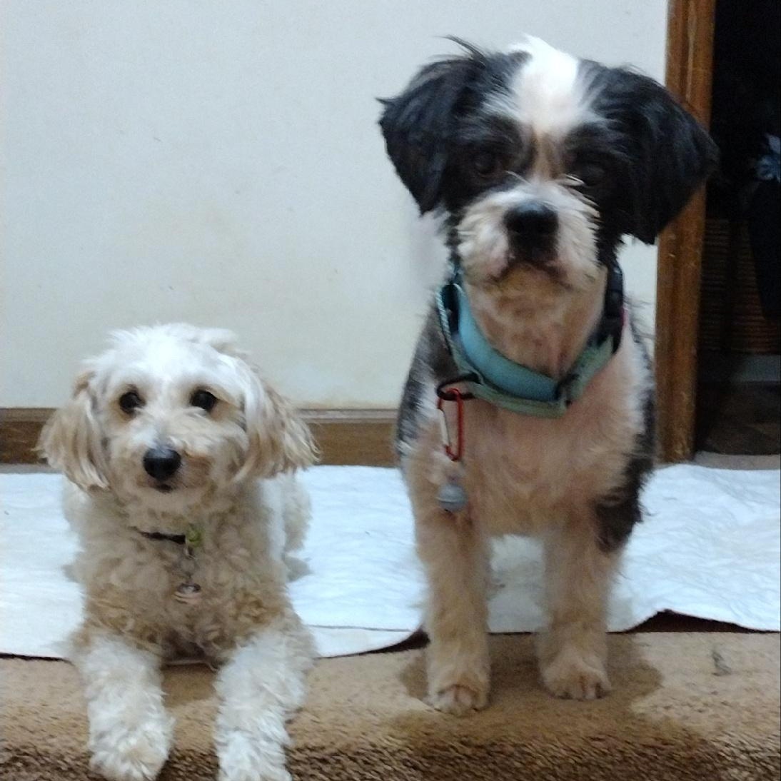 Stevie Shih Tzu Dog