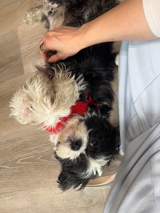 Enlarge Stevie, an adoptable Shih Tzu in Marietta, GA video 2/5