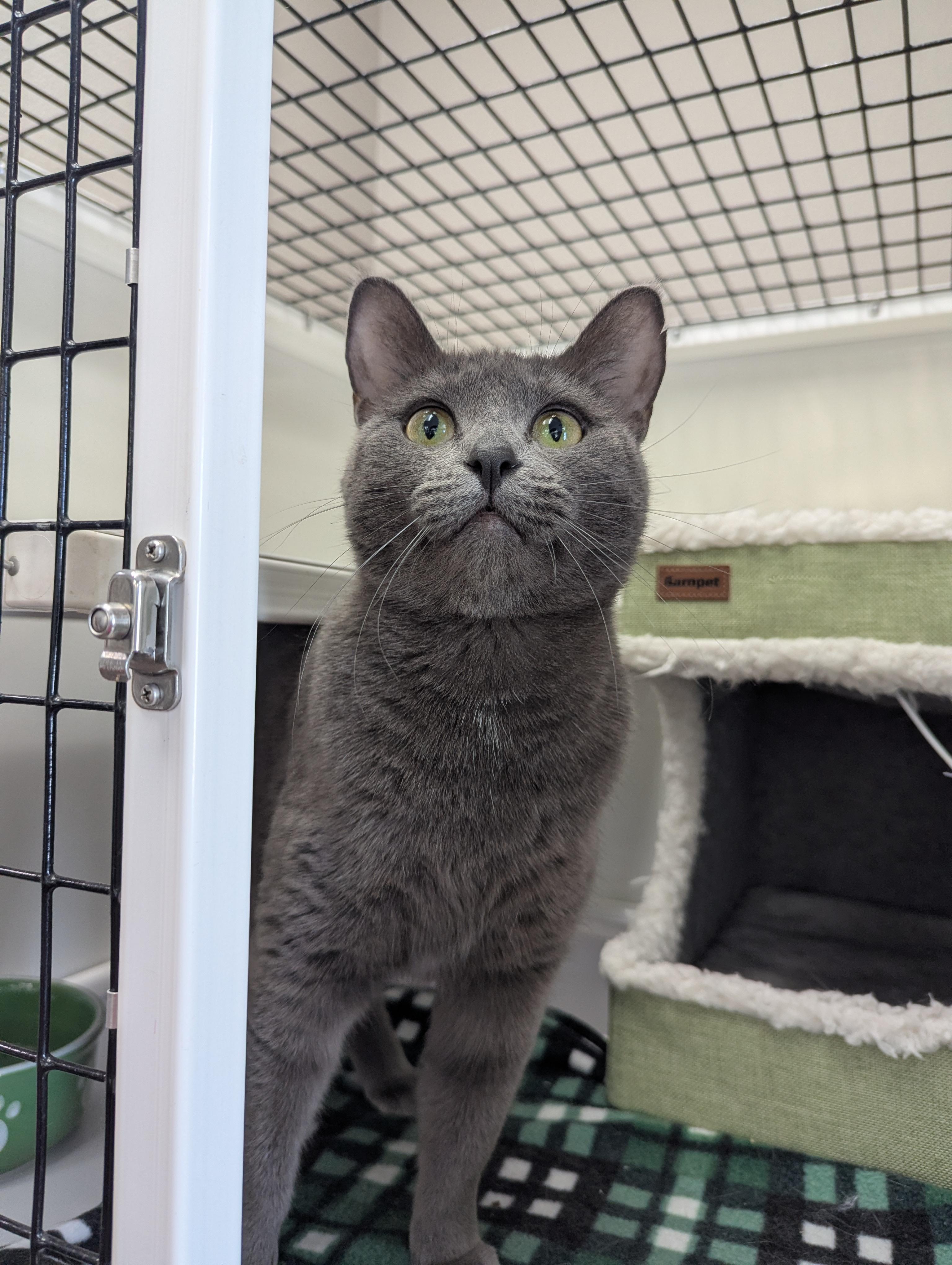Enlarge Joyce, a Adoptable Domestic Short Hair in Oconto, WI image 1/1