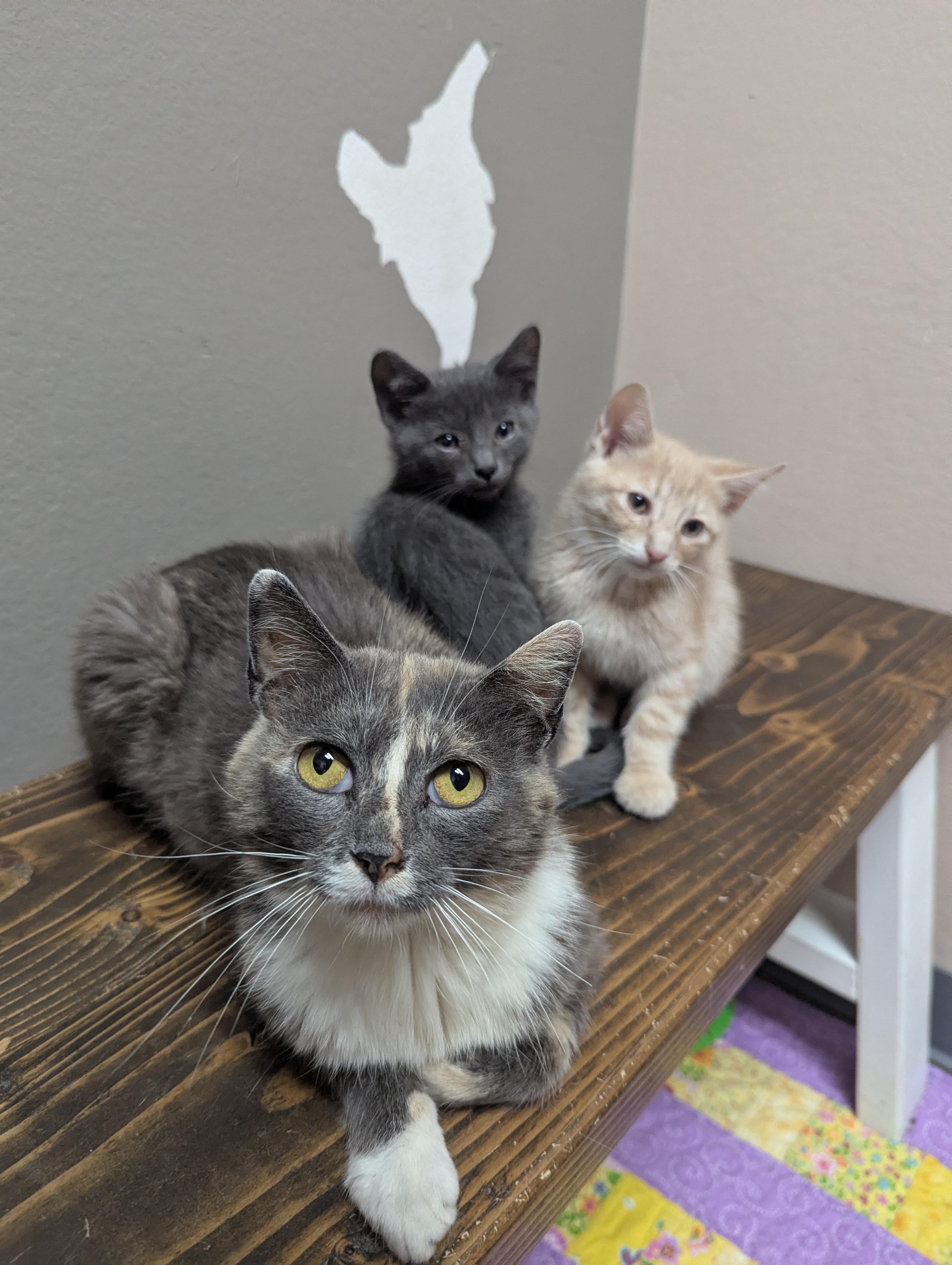 Enlarge April, a Adoptable Domestic Short Hair in Oconto, WI image 1/2
