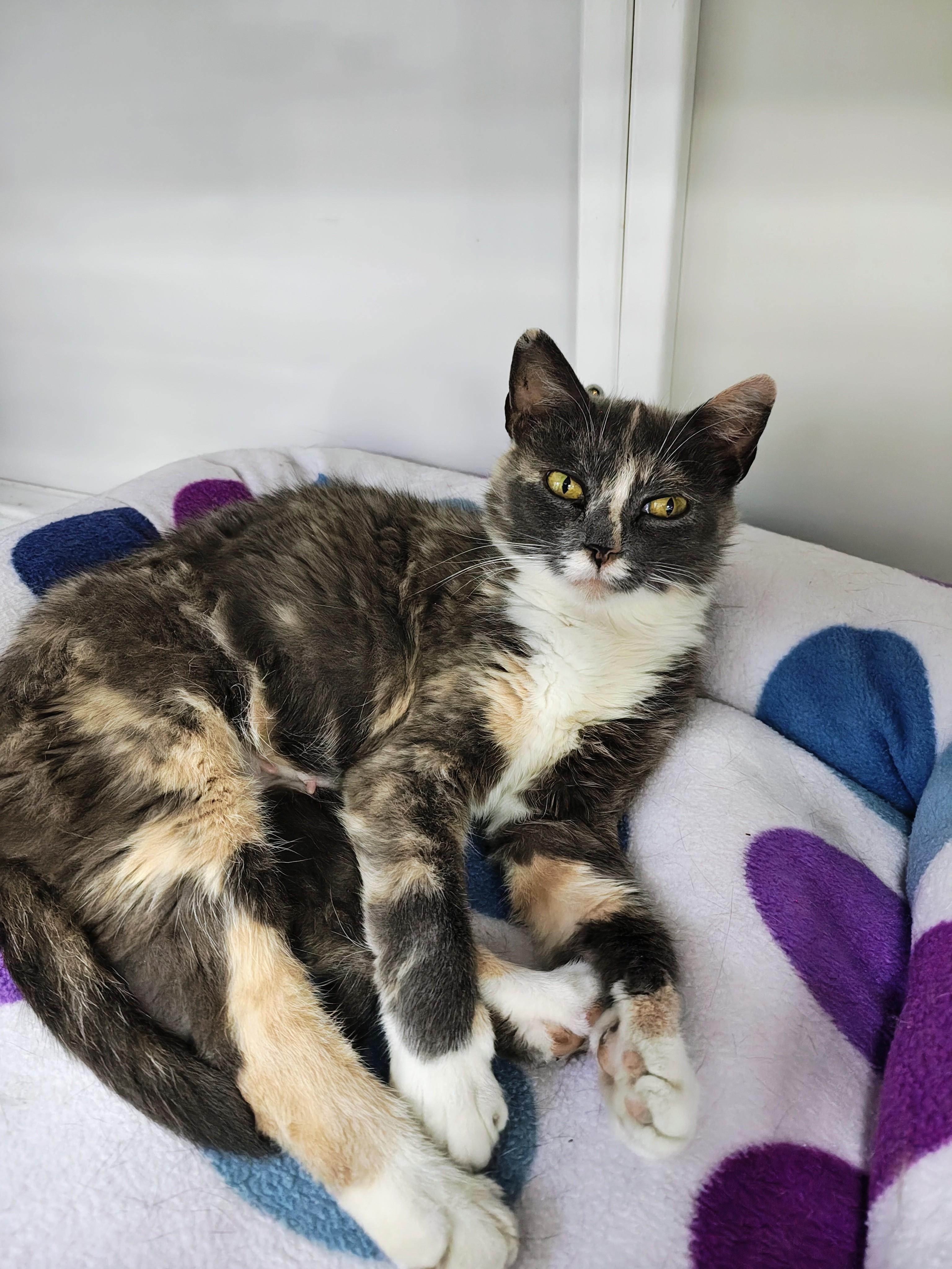 April, Adoptable, Adult Female Domestic Short Hair.