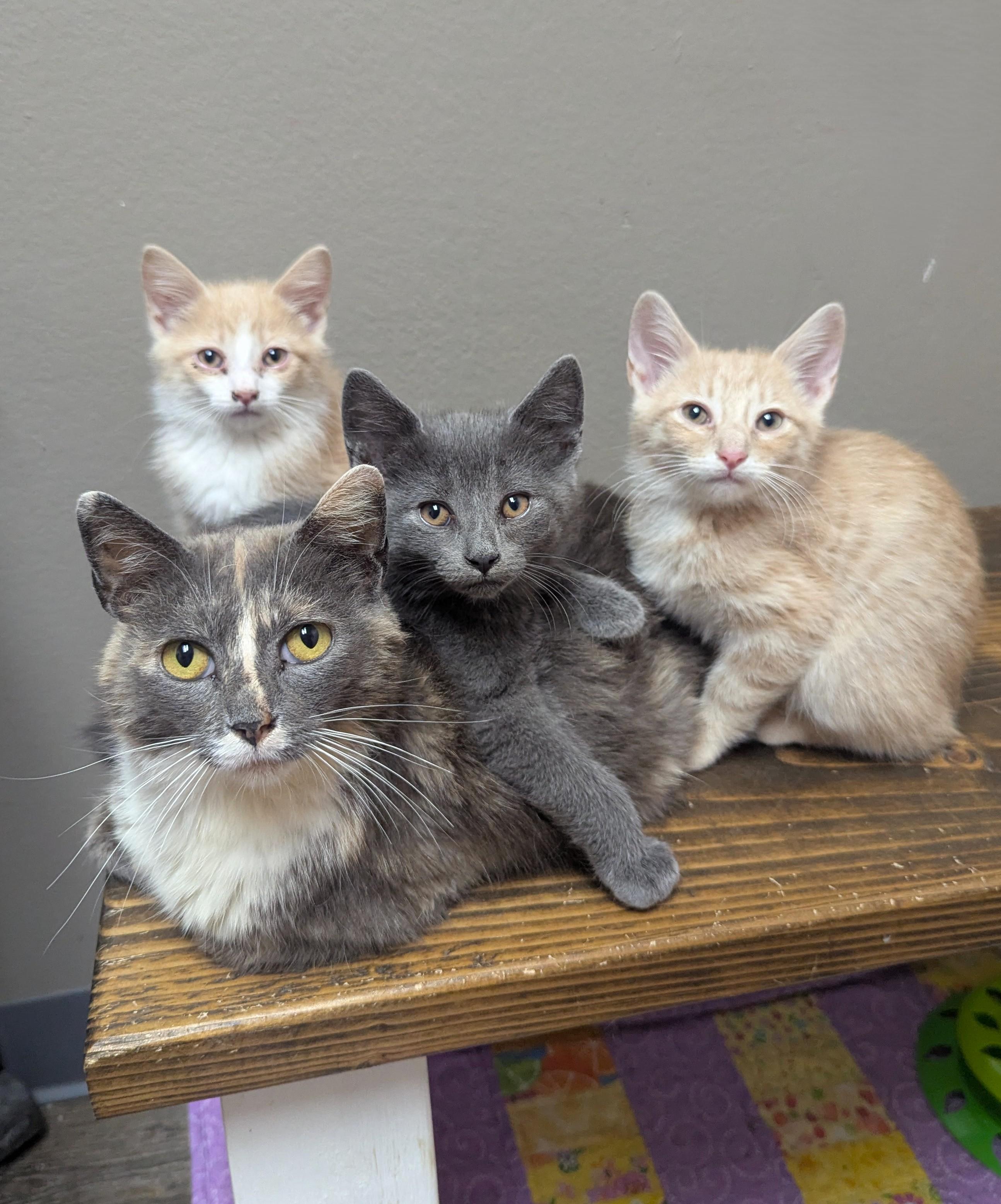 Enlarge April, a Adoptable Domestic Short Hair in Oconto, WI image 2/2