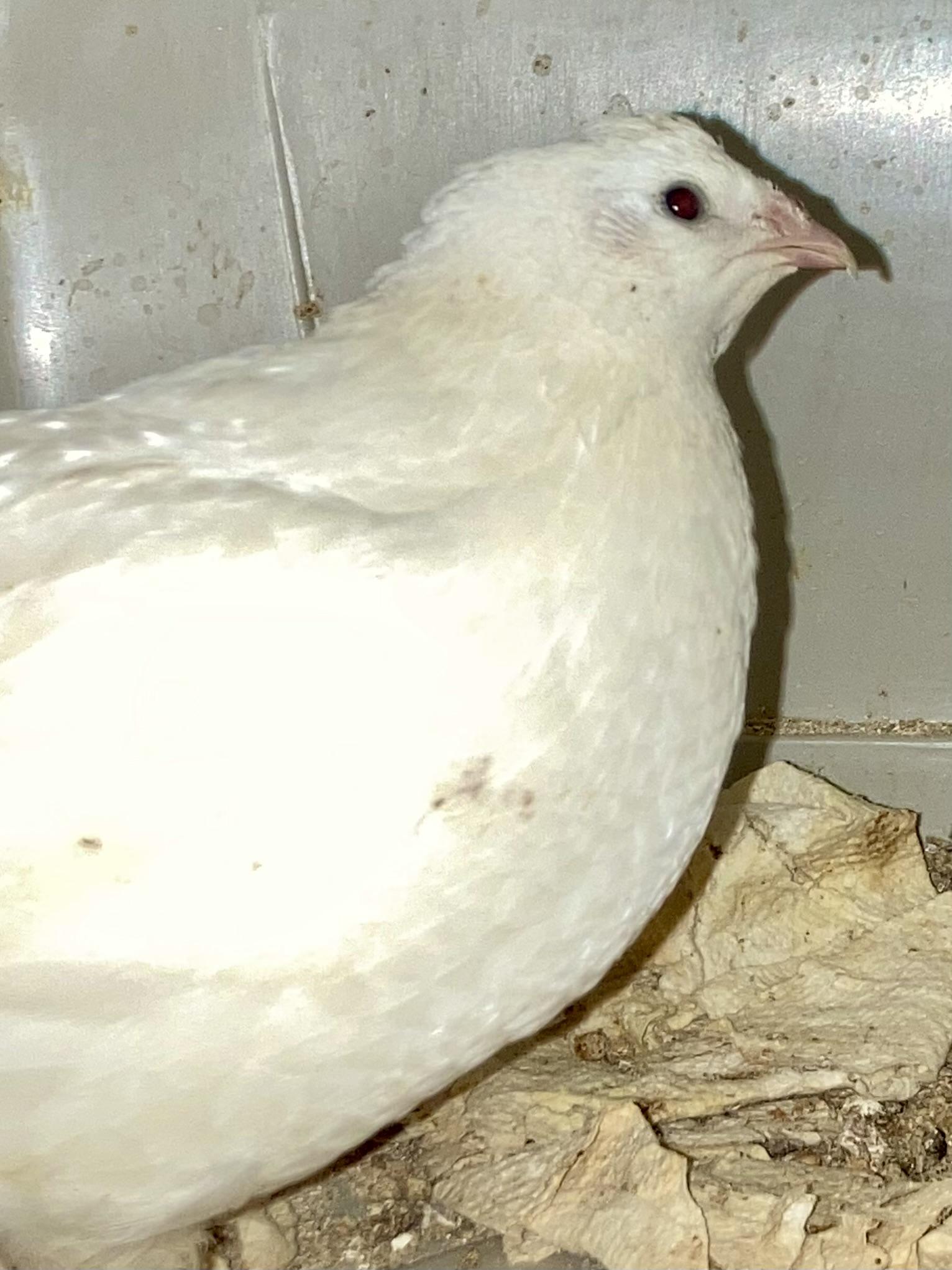 Enlarge Quail Crew, a ADOPTABLE Quail in East Hartland, CT image 2/4