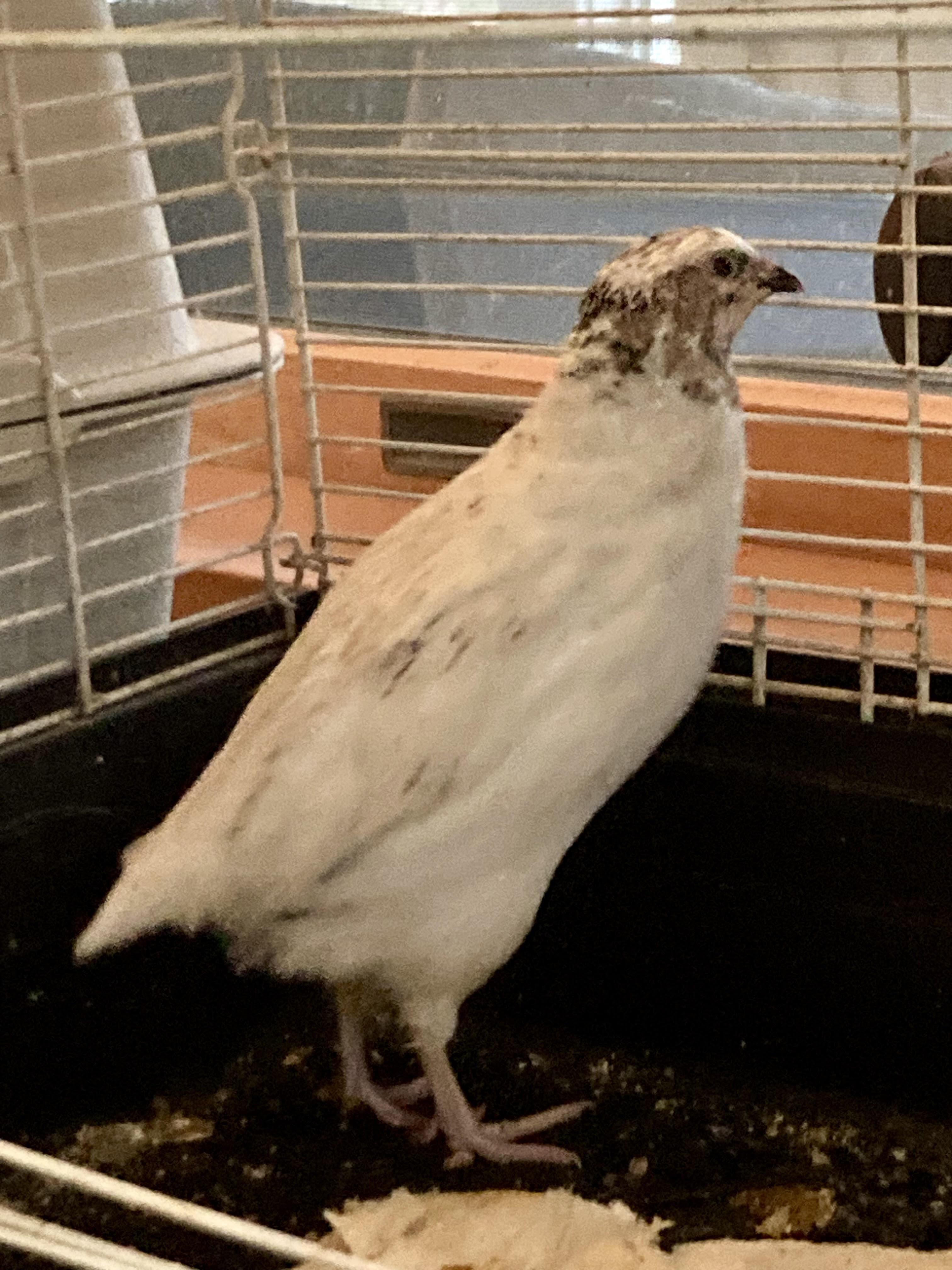 Enlarge Quail Crew, a ADOPTABLE Quail in East Hartland, CT image 1/4