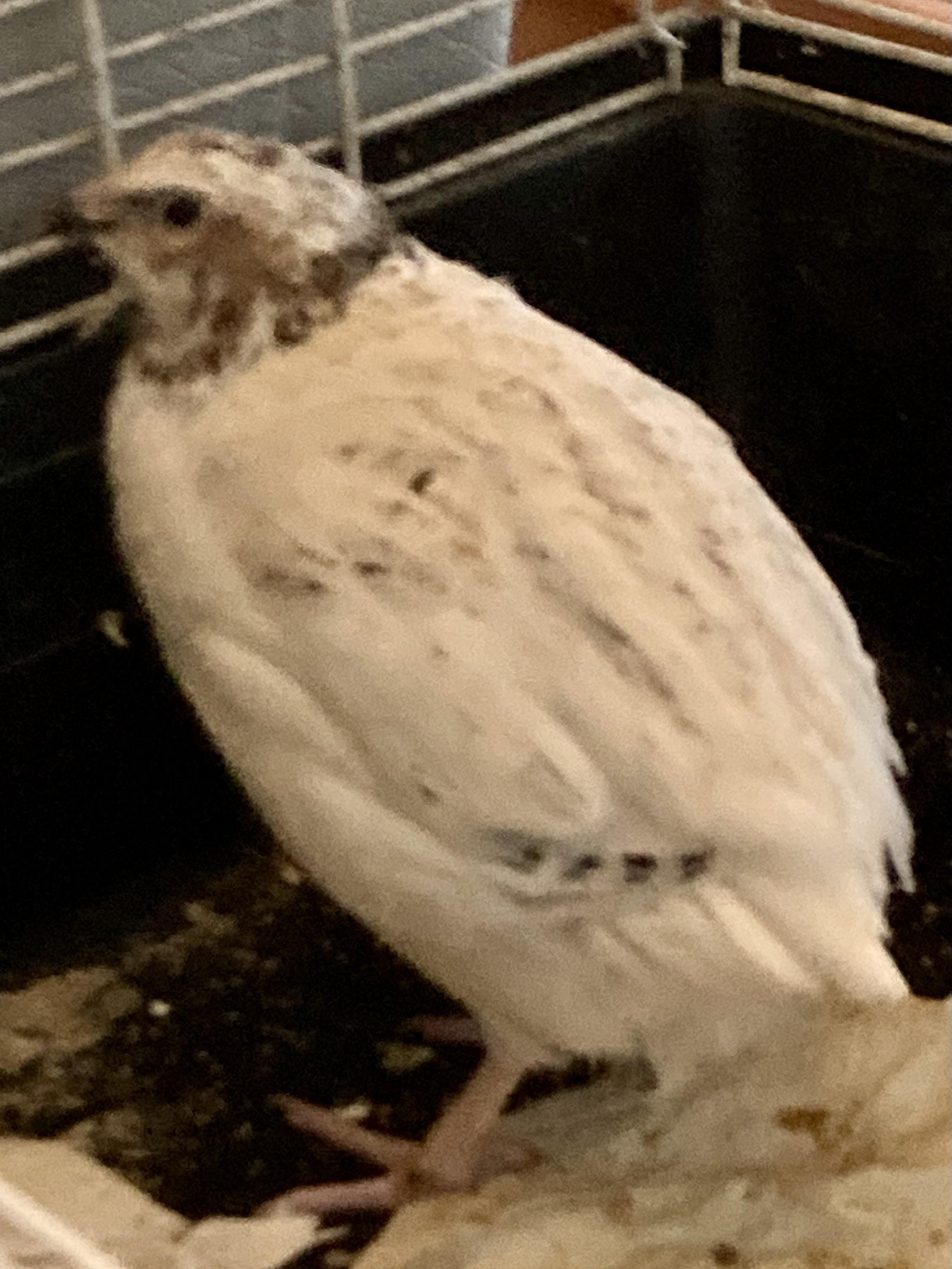 Enlarge Quail Crew, a ADOPTABLE Quail in East Hartland, CT image 3/4