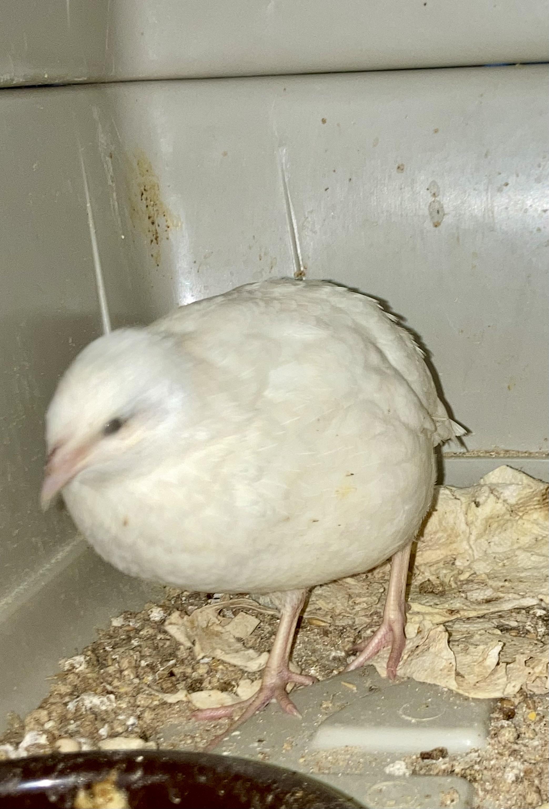 Enlarge Quail Crew, a ADOPTABLE Quail in East Hartland, CT image 4/4
