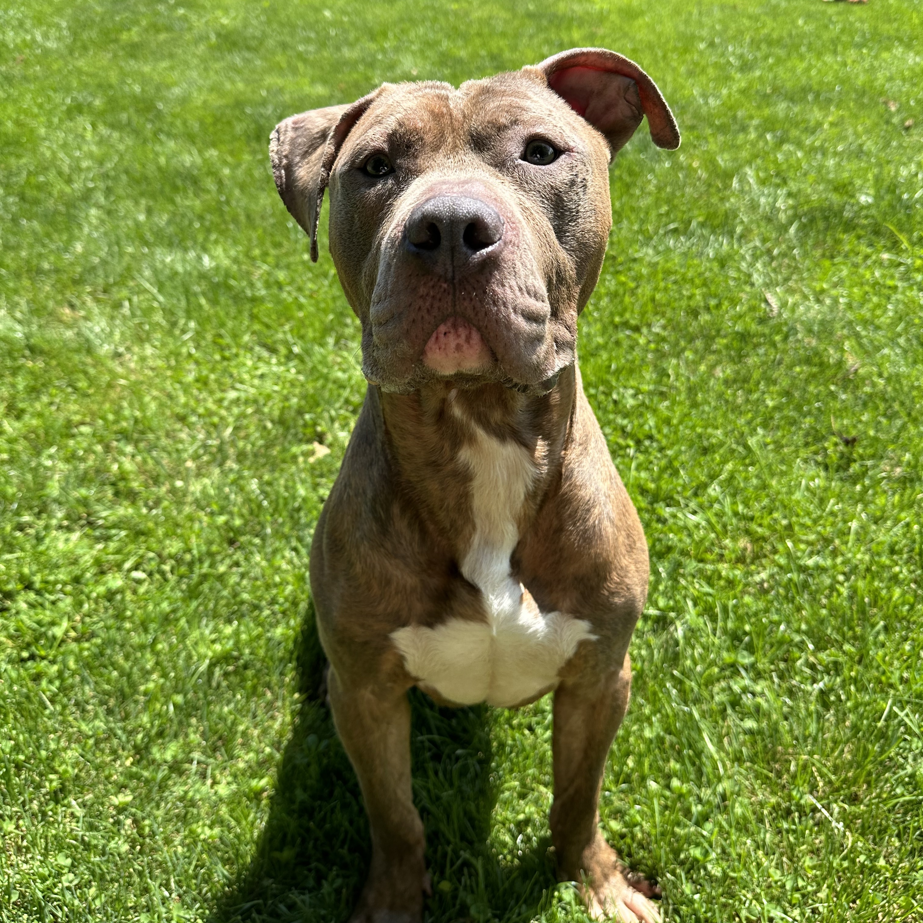 Ace, a Adoptable mixed breed in Myerstown, PA image 6/6