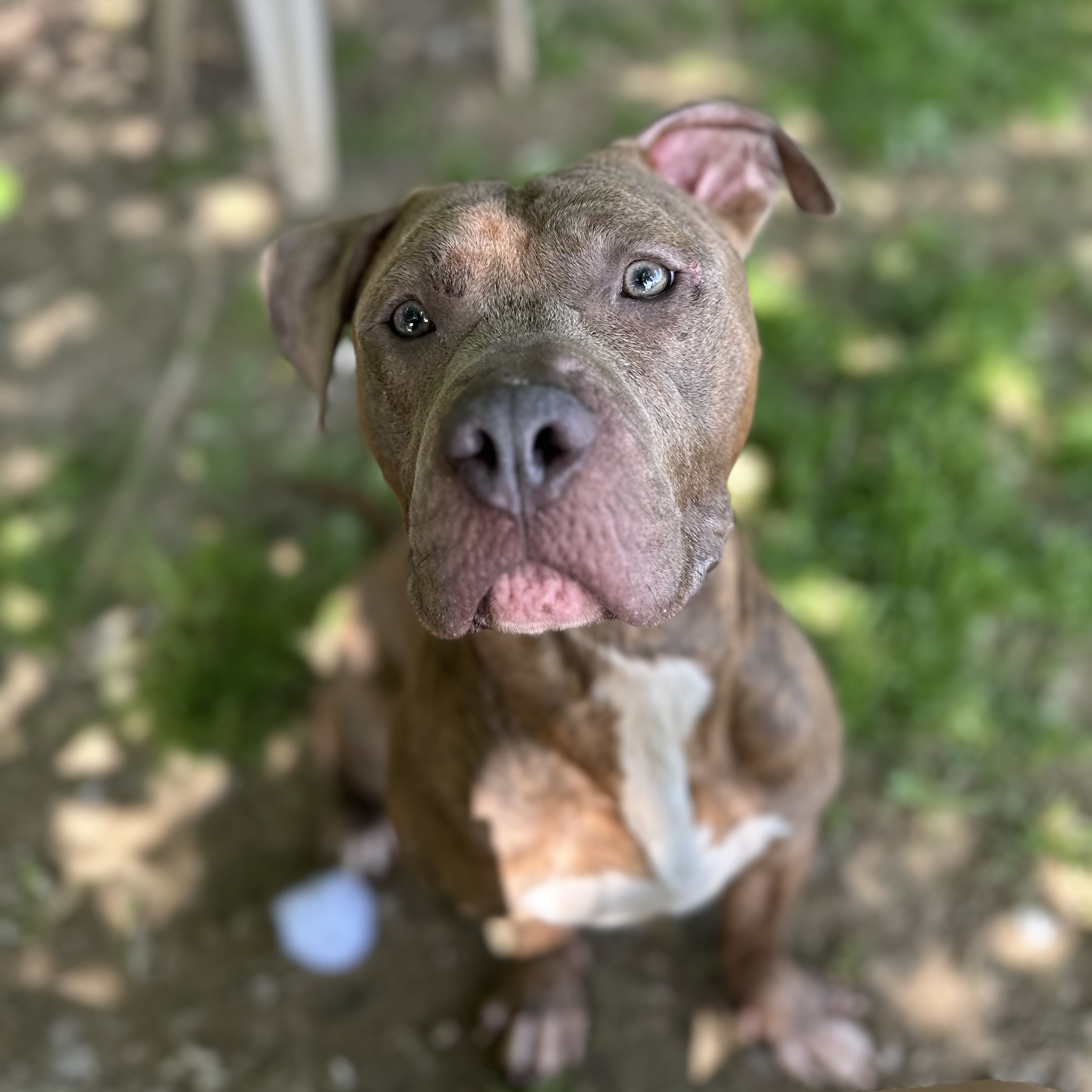 Ace, a Adoptable mixed breed in Myerstown, PA image 4/6