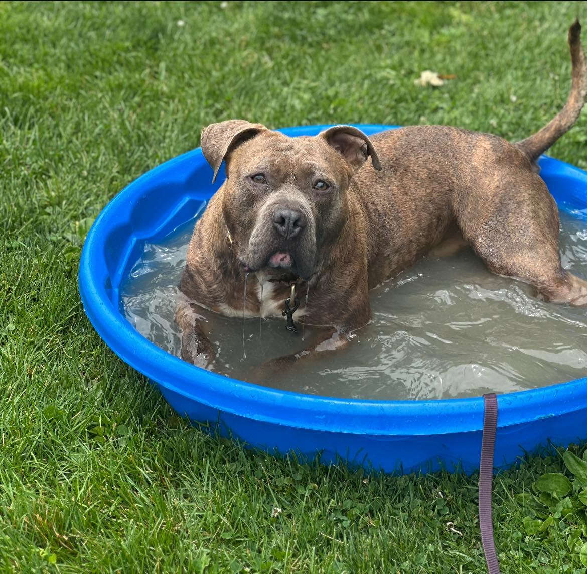 Ace, a Adoptable mixed breed in Myerstown, PA image 2/6