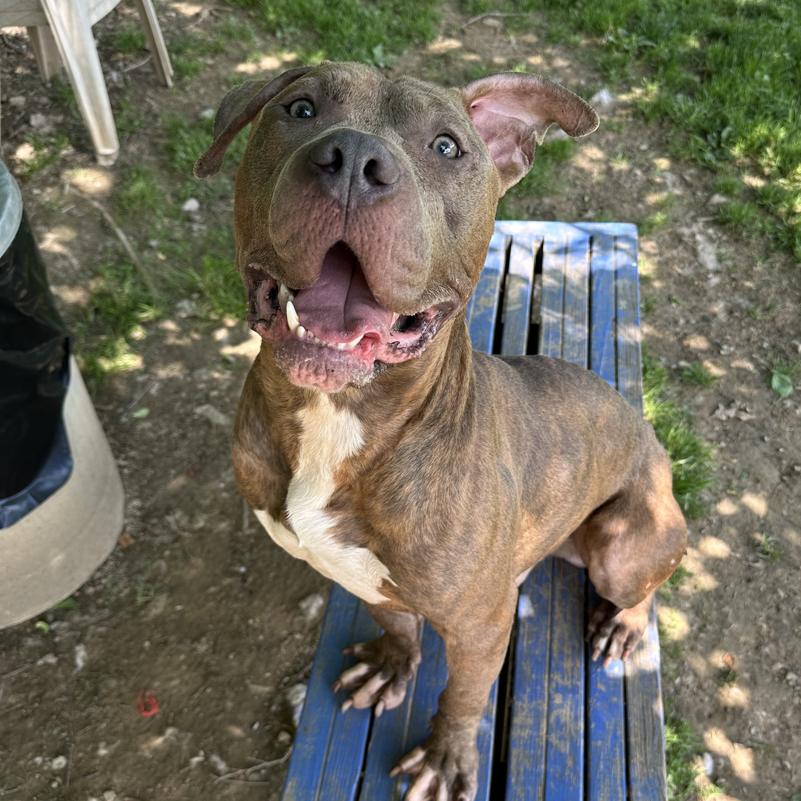 Ace, a Adoptable mixed breed in Myerstown, PA image 3/6