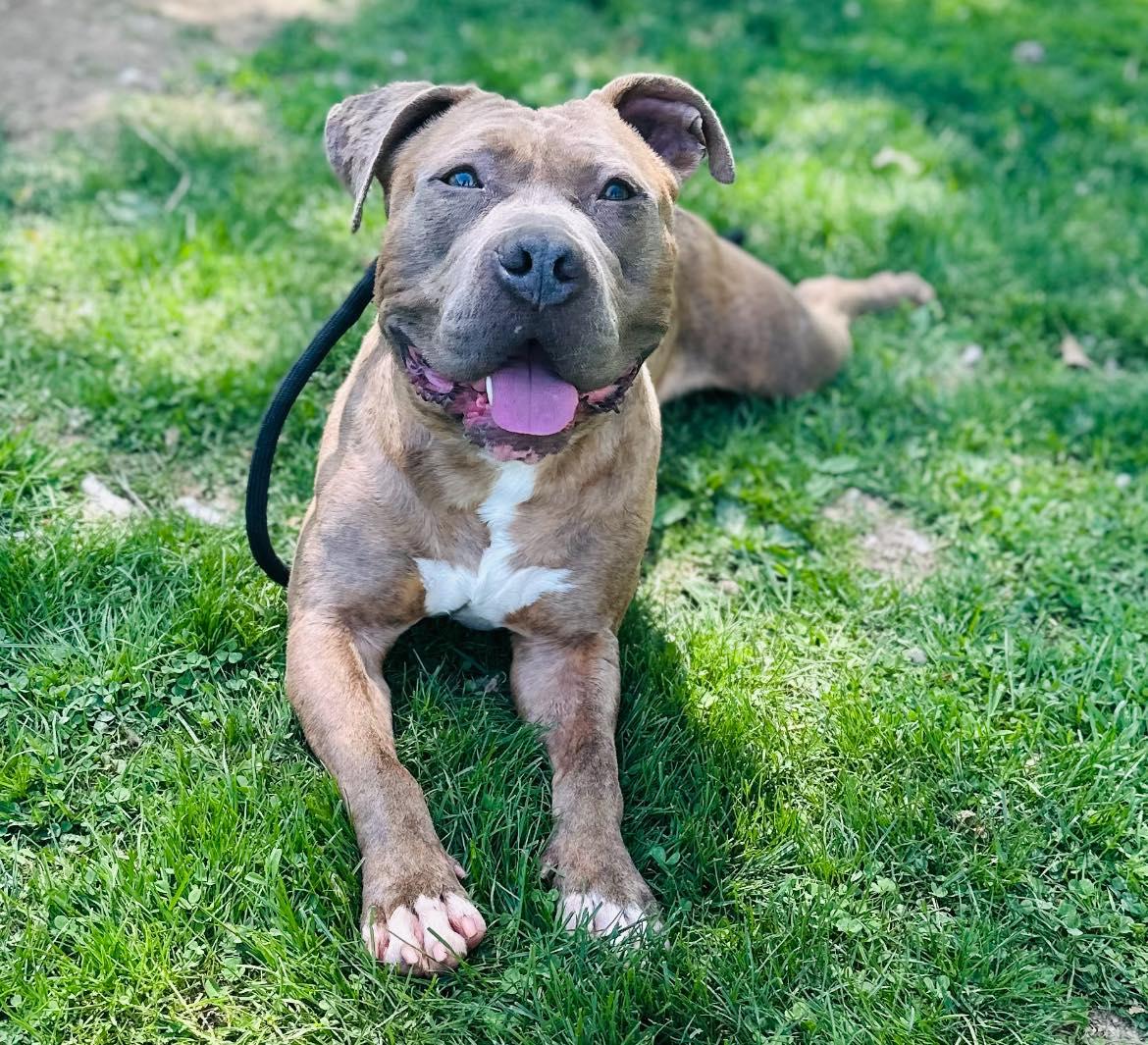 Ace, Adoptable, Adult Male Pit Bull Terrier.