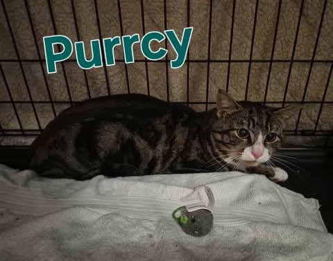 Purrcy, Adoptable, Adult Male Domestic Short Hair.