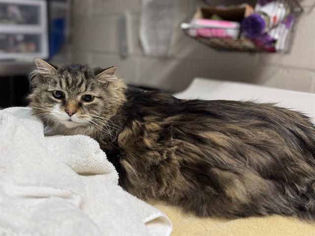 PHOENIX — thumbnail 2