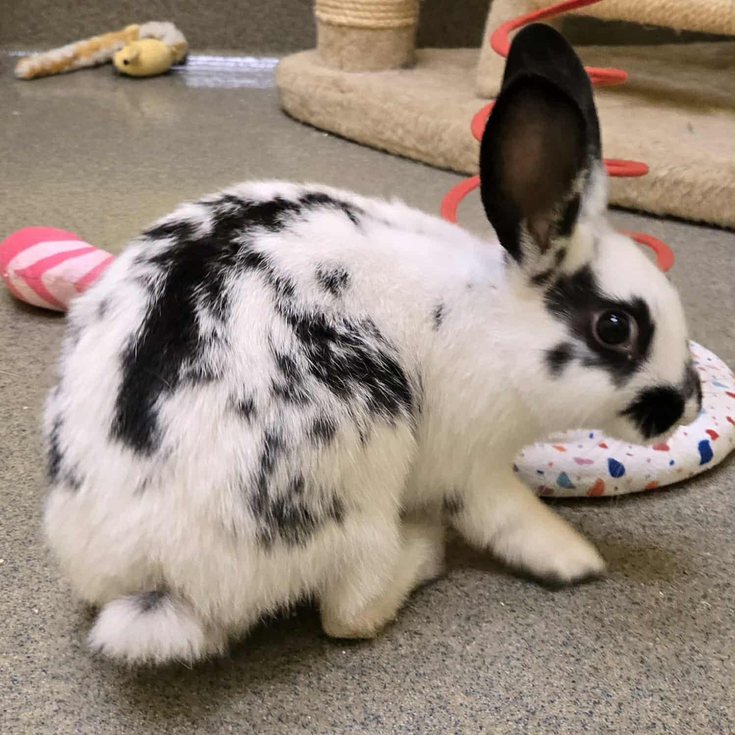 Three little bunnies, Adoptable, Young Female Bunny Rabbit.