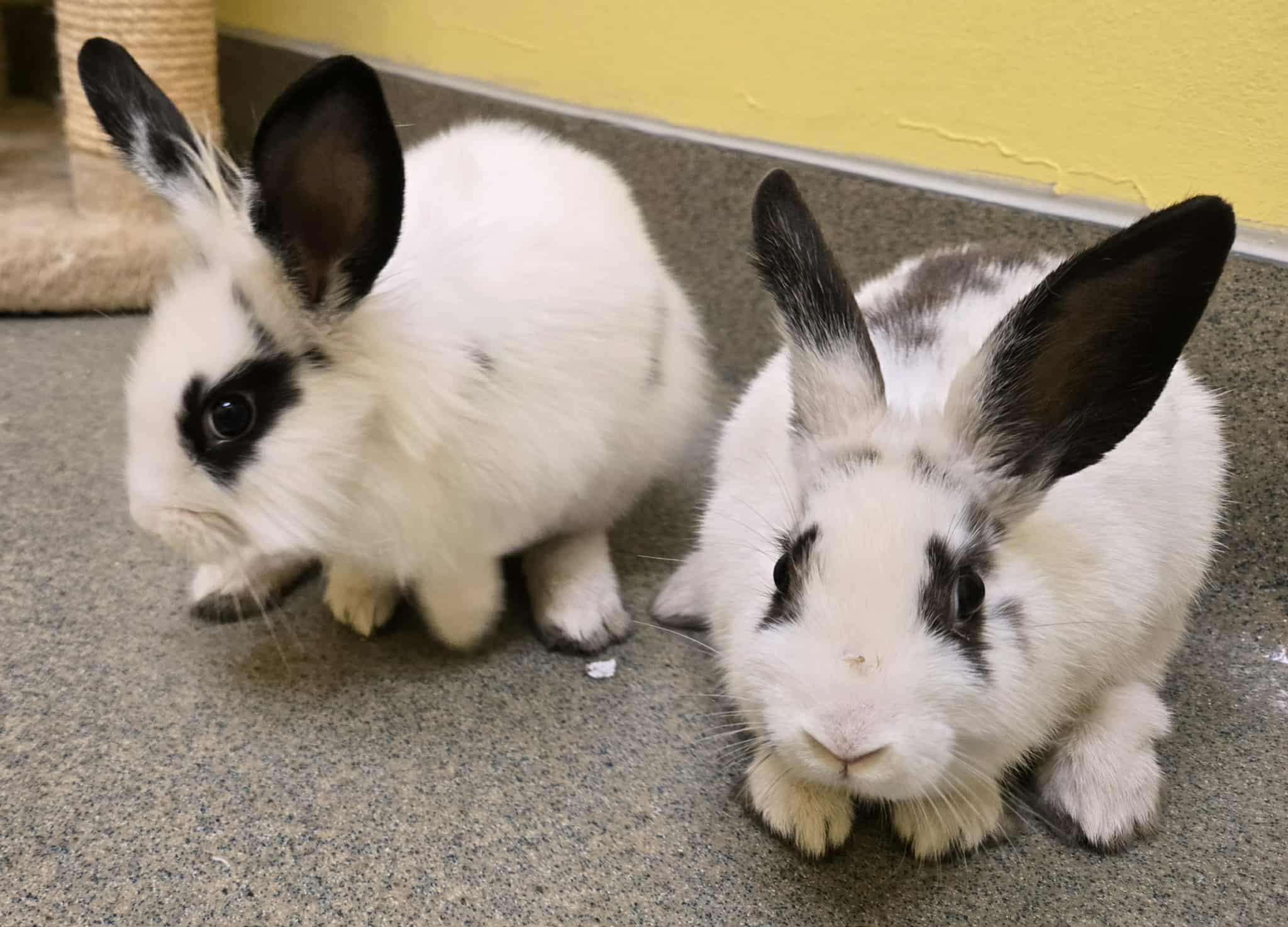 Enlarge Three little bunnies, a Adoptable Bunny Rabbit in Manassas, VA image 2/5