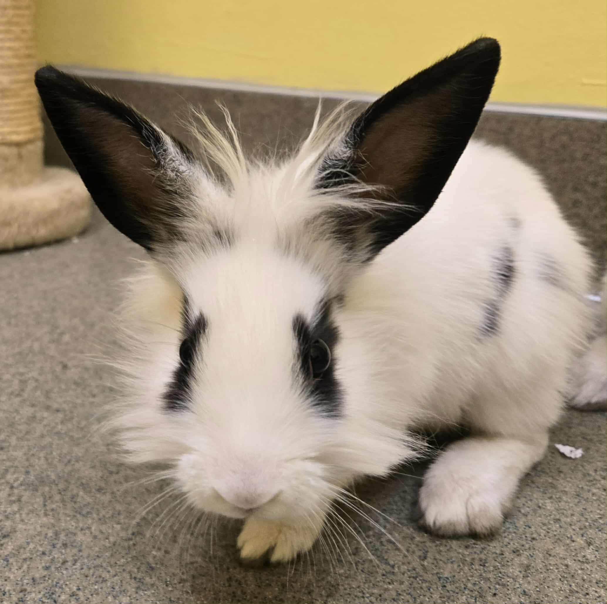 Enlarge Three little bunnies, a Adoptable Bunny Rabbit in Manassas, VA image 3/5
