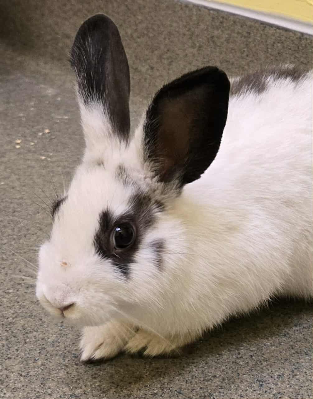 Enlarge Three little bunnies, a Adoptable Bunny Rabbit in Manassas, VA image 4/5