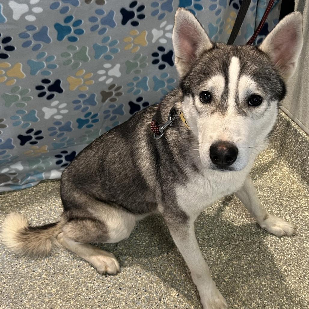 Spike, Adoptable, Young Male Siberian Husky & Jindo.
