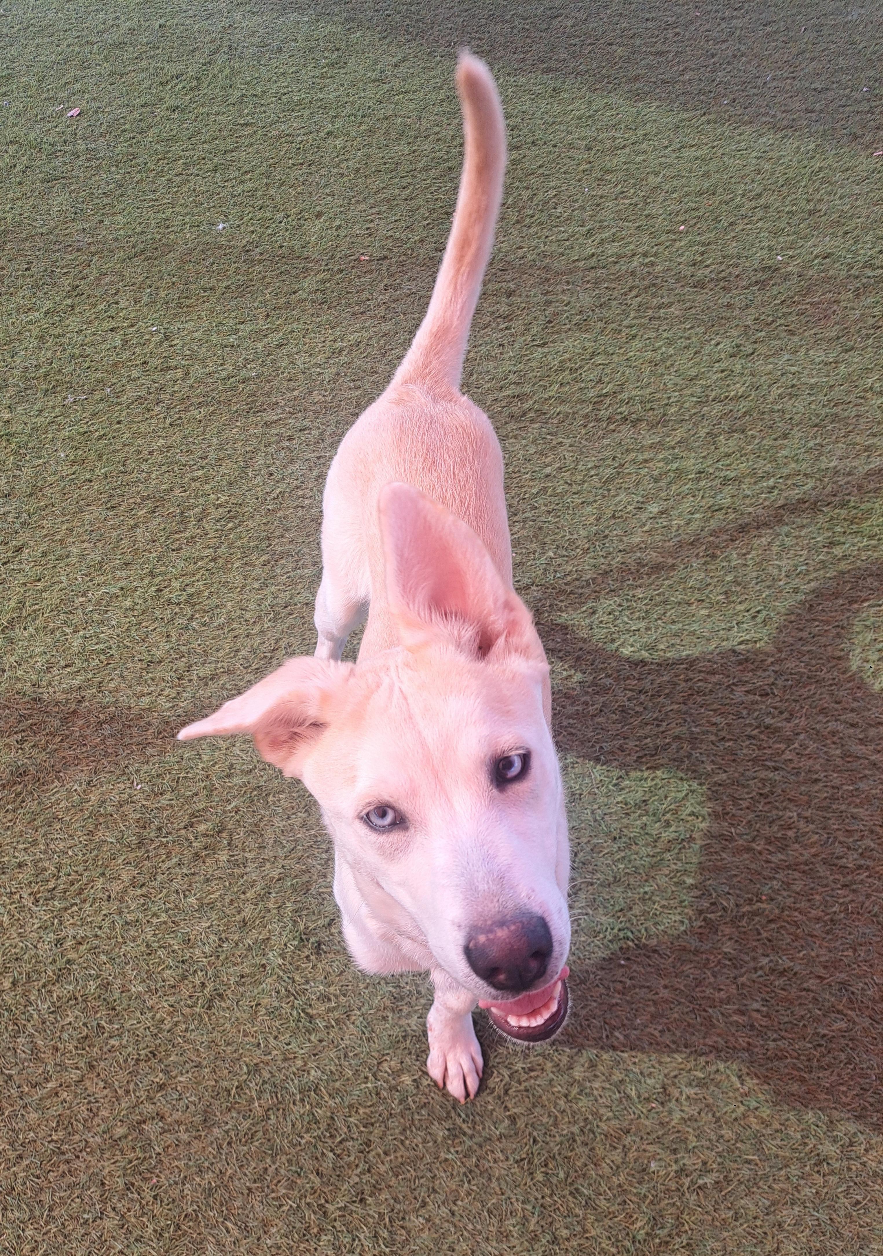 Darwin, a Adoptable mixed breed in Glendale, AZ image 4/5