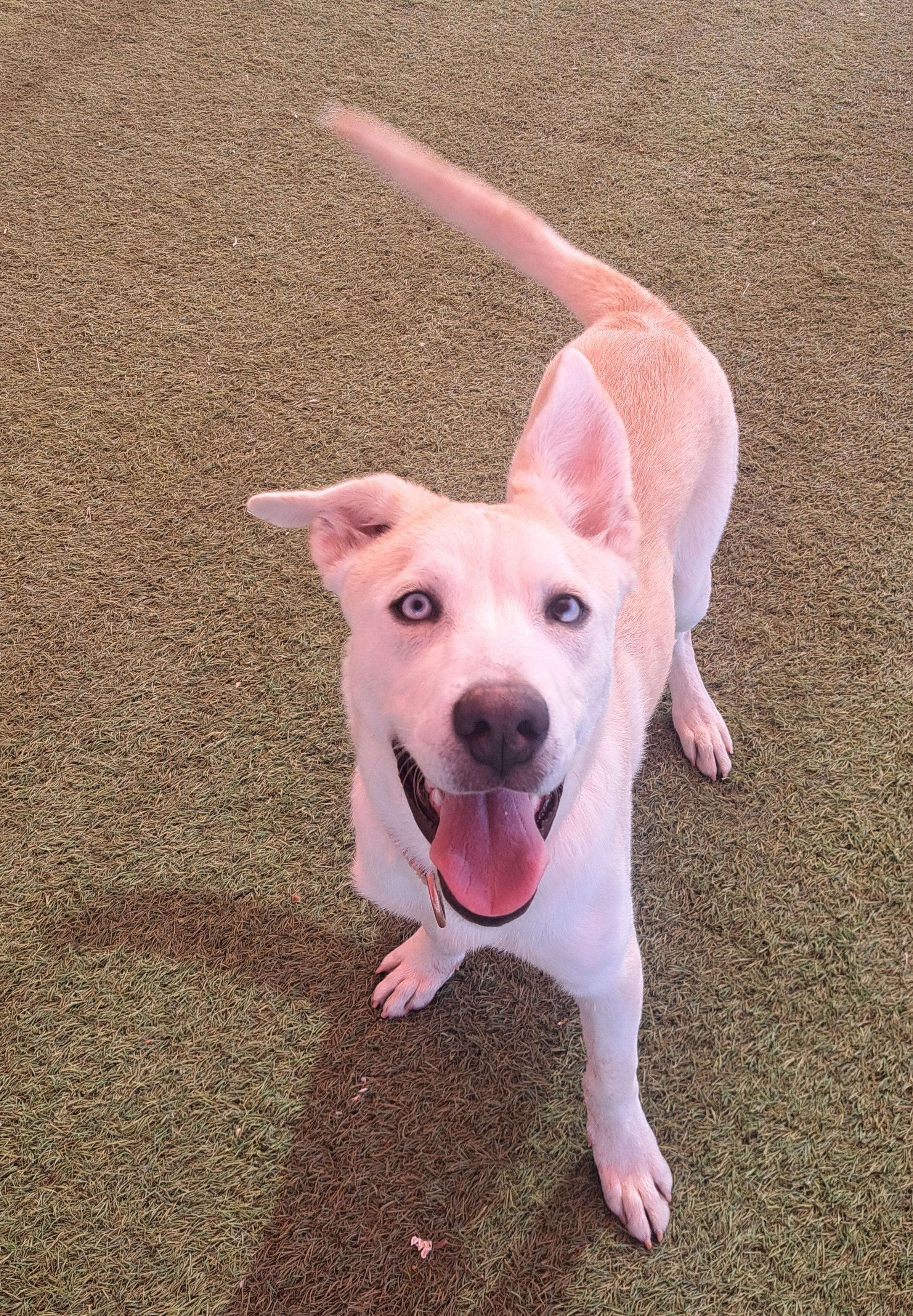 Darwin, a Adoptable mixed breed in Glendale, AZ image 3/5