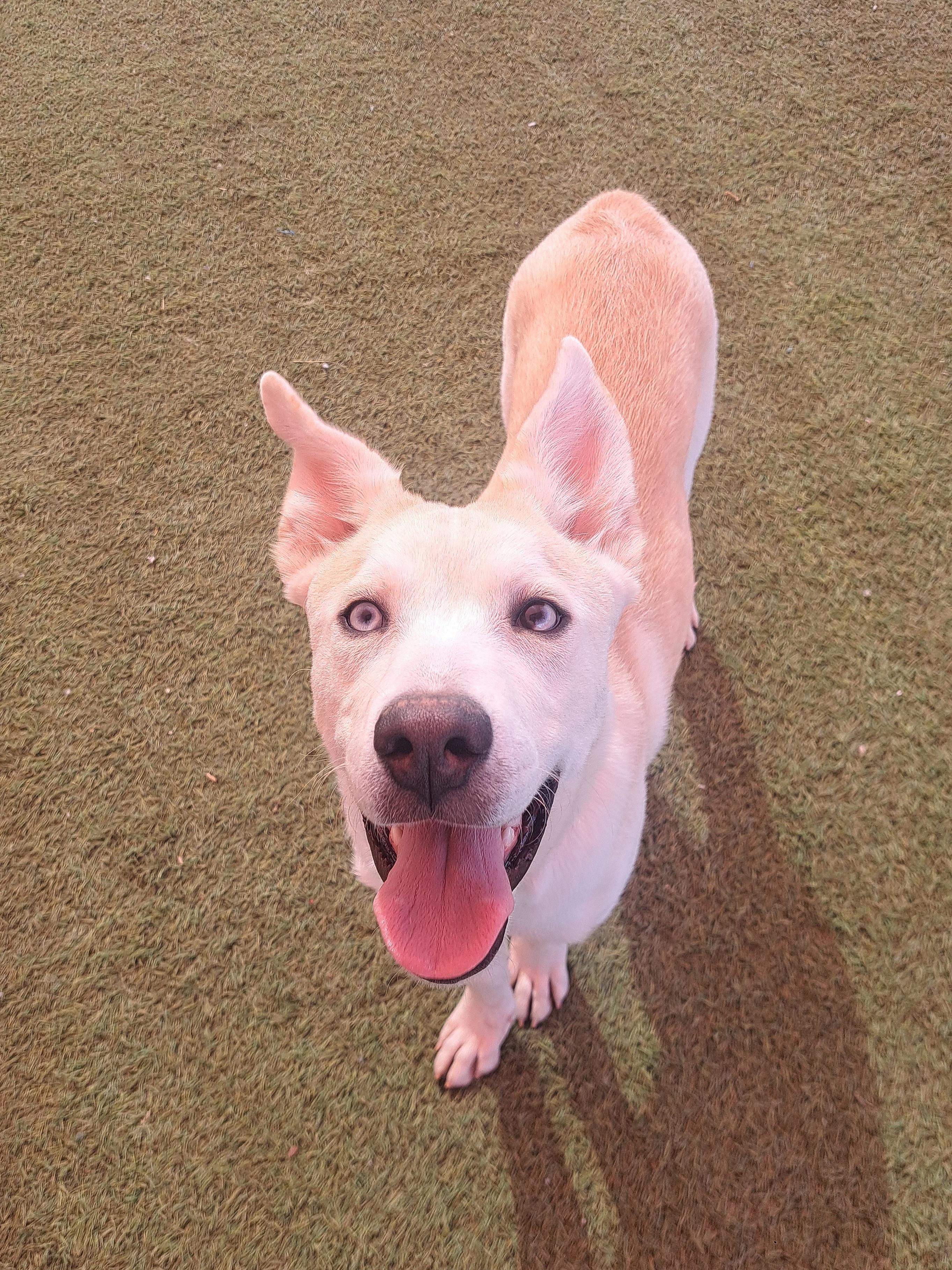 Darwin, a Adoptable mixed breed in Glendale, AZ image 5/5