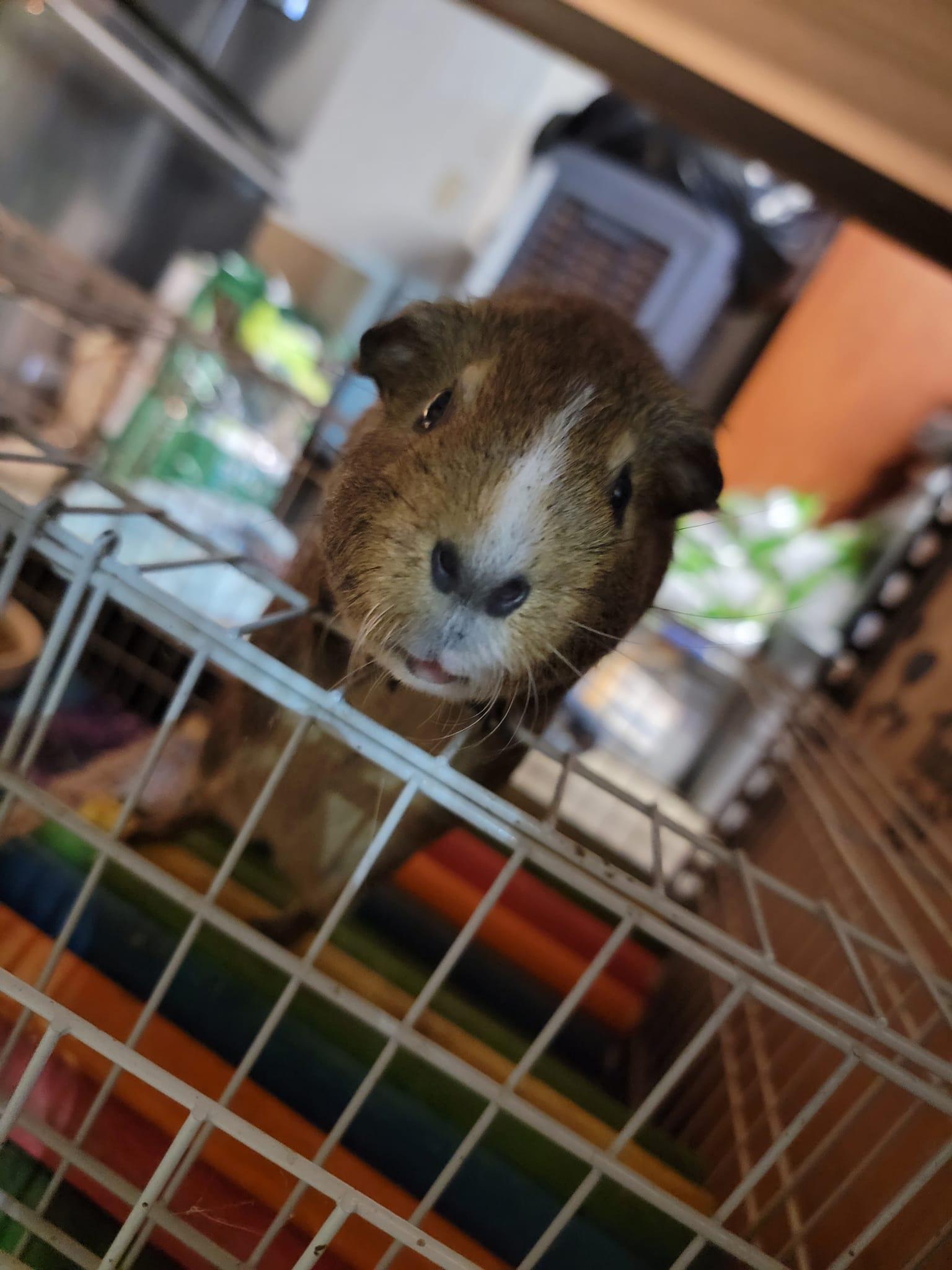 Enlarge Chip & Dale, a Adoptable Guinea Pig in Oakley, CA image 2/6