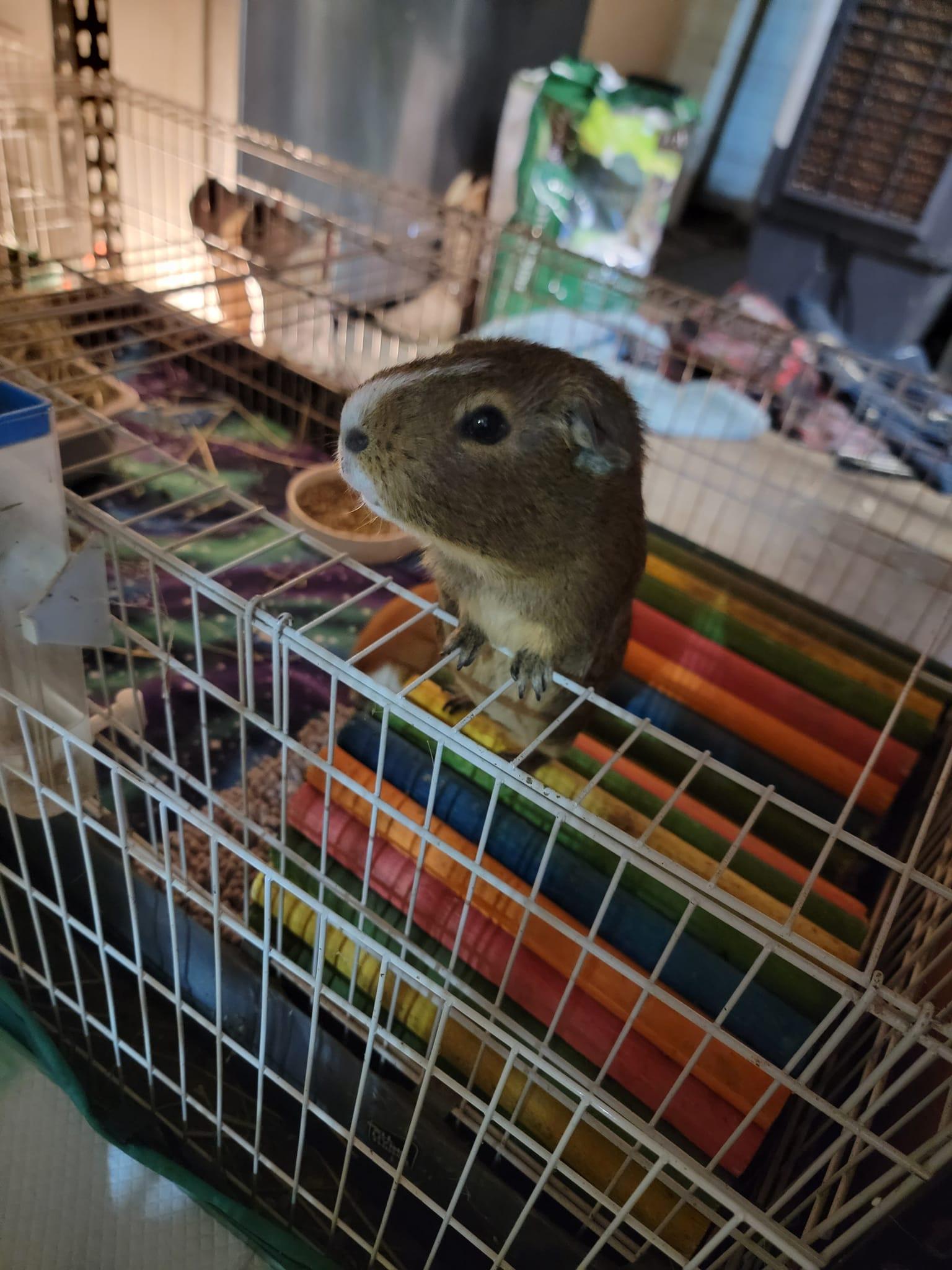 Enlarge Chip & Dale, a Adoptable Guinea Pig in Oakley, CA image 3/6