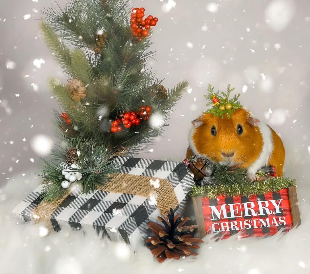 Enlarge Chip & Dale, a Adoptable Guinea Pig in Oakley, CA image 4/6