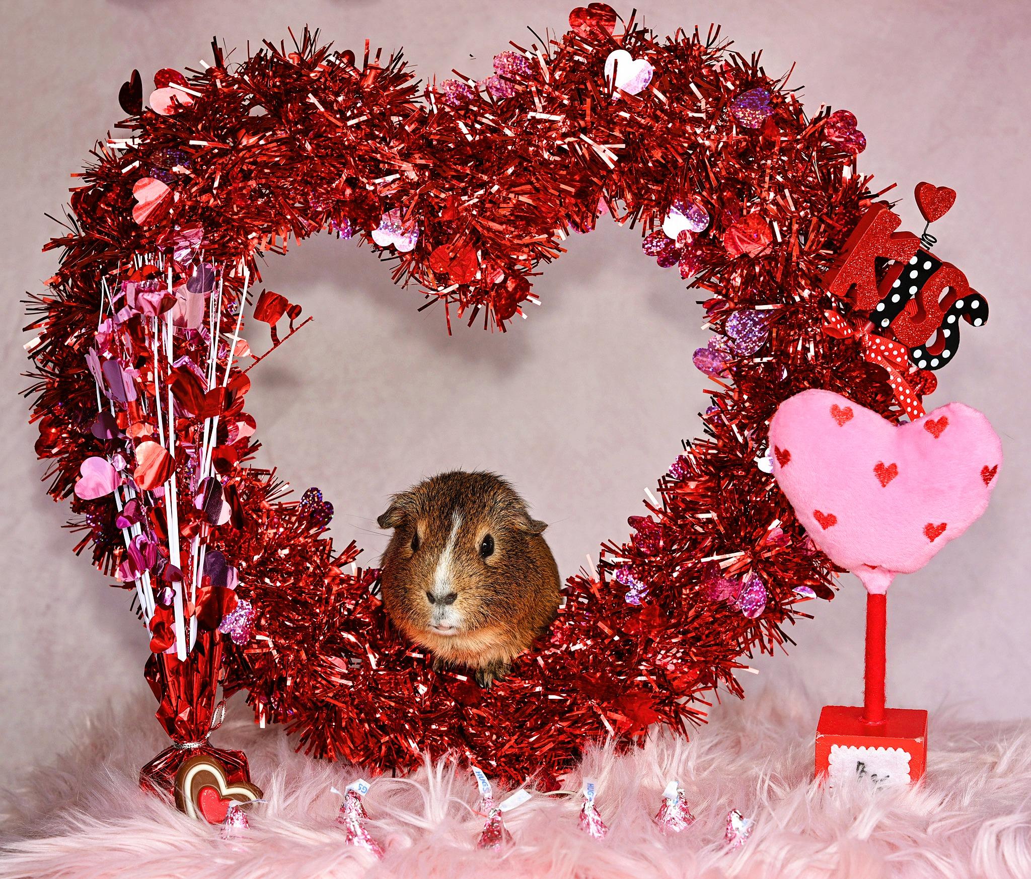Enlarge Chip & Dale, a Adoptable Guinea Pig in Oakley, CA image 5/6