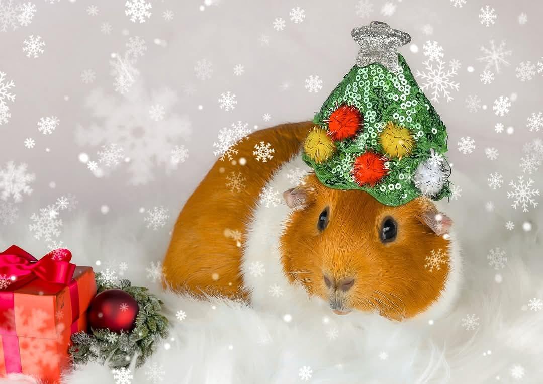 Enlarge Chip & Dale, a Adoptable Guinea Pig in Oakley, CA image 6/6